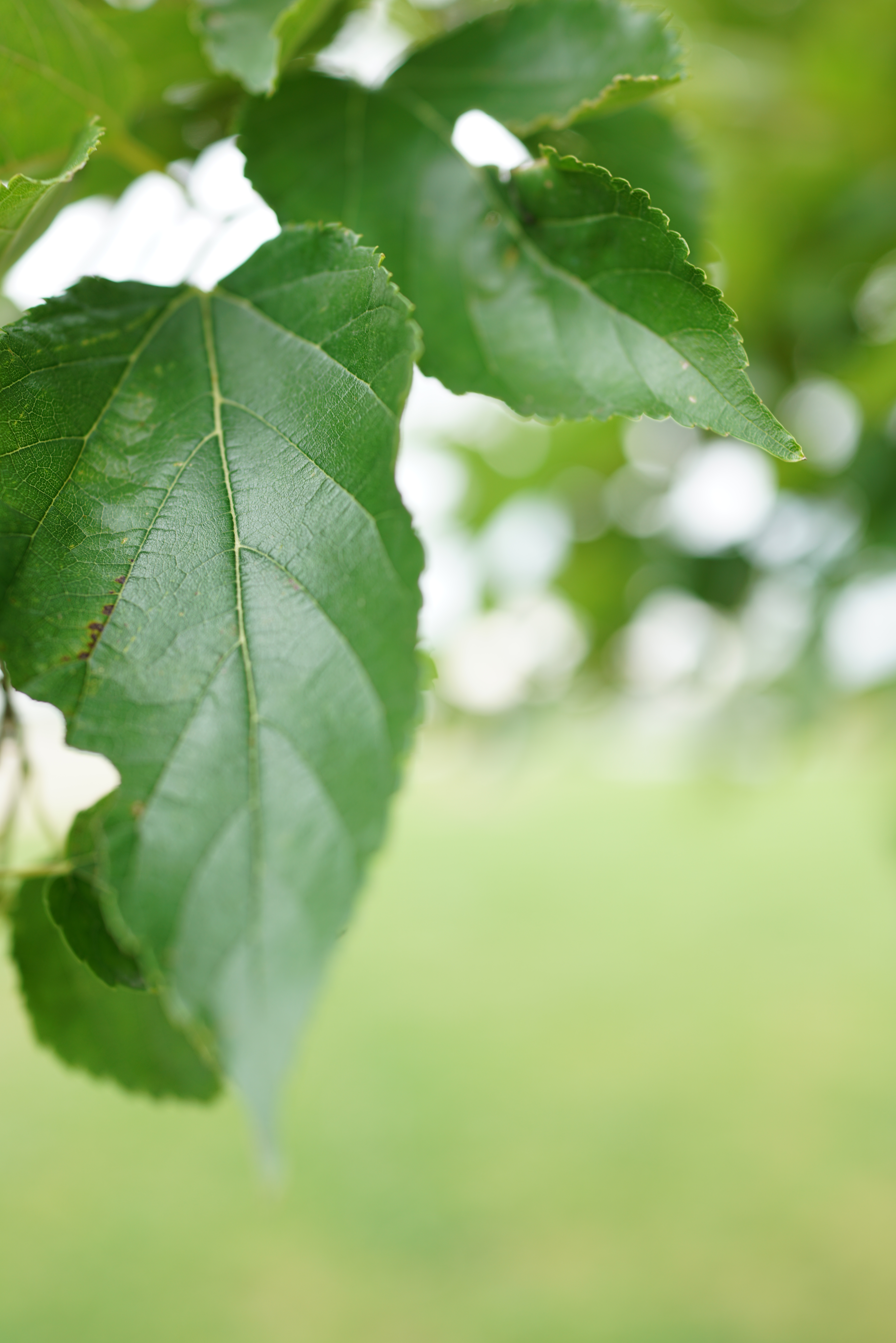 RX1R II / 1/160秒 / F2.8 / +0.7EV / ISO100 / WB:オート