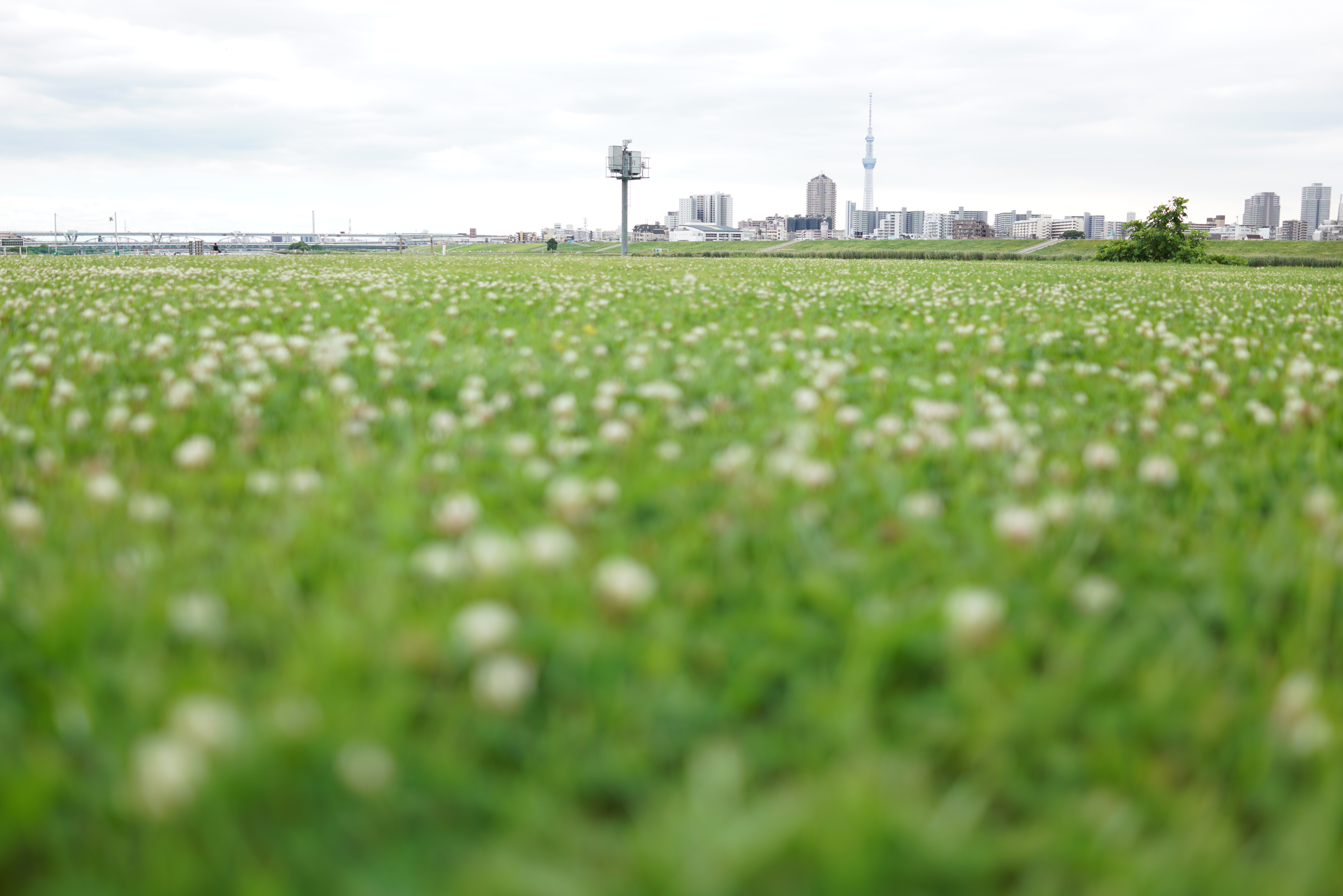 RX1R II / 1/800秒 / F2 / +0.7EV / ISO100 / WB:オート