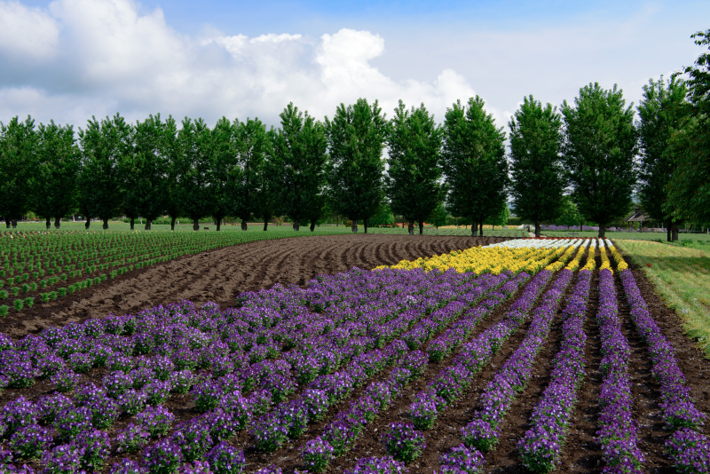 ニコンD810／AF-S NIKKOR 24-70mm f/2.8E ED VR／36mm／絞り優先AE（F11、1/40秒）／ISOオート（ISO 250）／WB：太陽光（B1)／C-PLフィルター