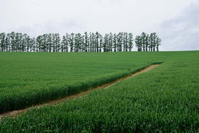 ニコンD810／AF-S NIKKOR 24-70mm f/2.8E ED VR／44mm／絞り優先AE（F8、1/3秒）／ISO 100／WB：太陽光（B1)／C-PLフィルター