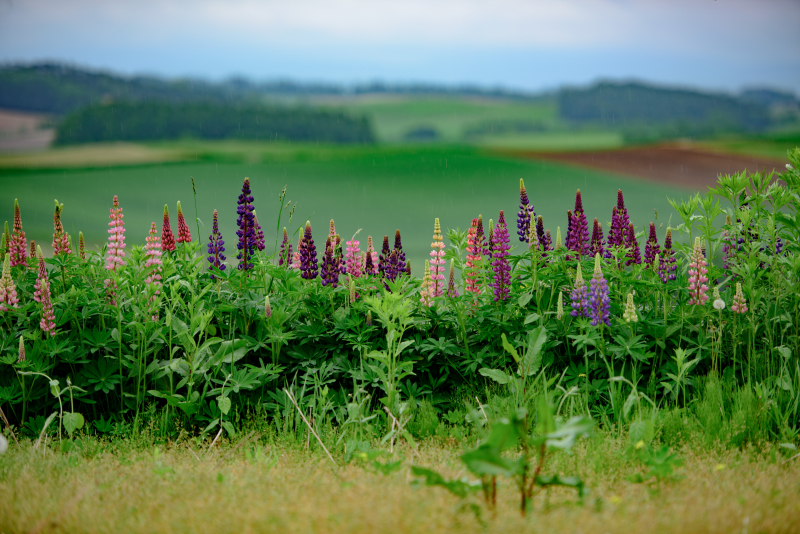 ニコンD810／AF-S NIKKOR 70-200mm f/2.8G ED VR II／140mm／絞り優先AE（F2.8、1/200秒）／ISO 100／WB：太陽光（B1)／C-PLフィルター