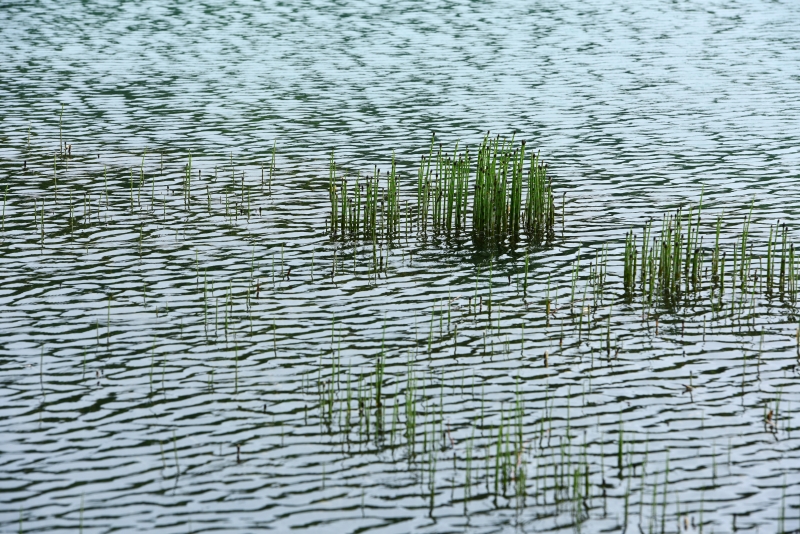 ニコンD810／AF-S NIKKOR 70-200mm f/2.8G ED VR II／160mm／絞り優先AE（F8、1/160秒）／ISO 100／WB：太陽光（B1）／C-PLフィルター