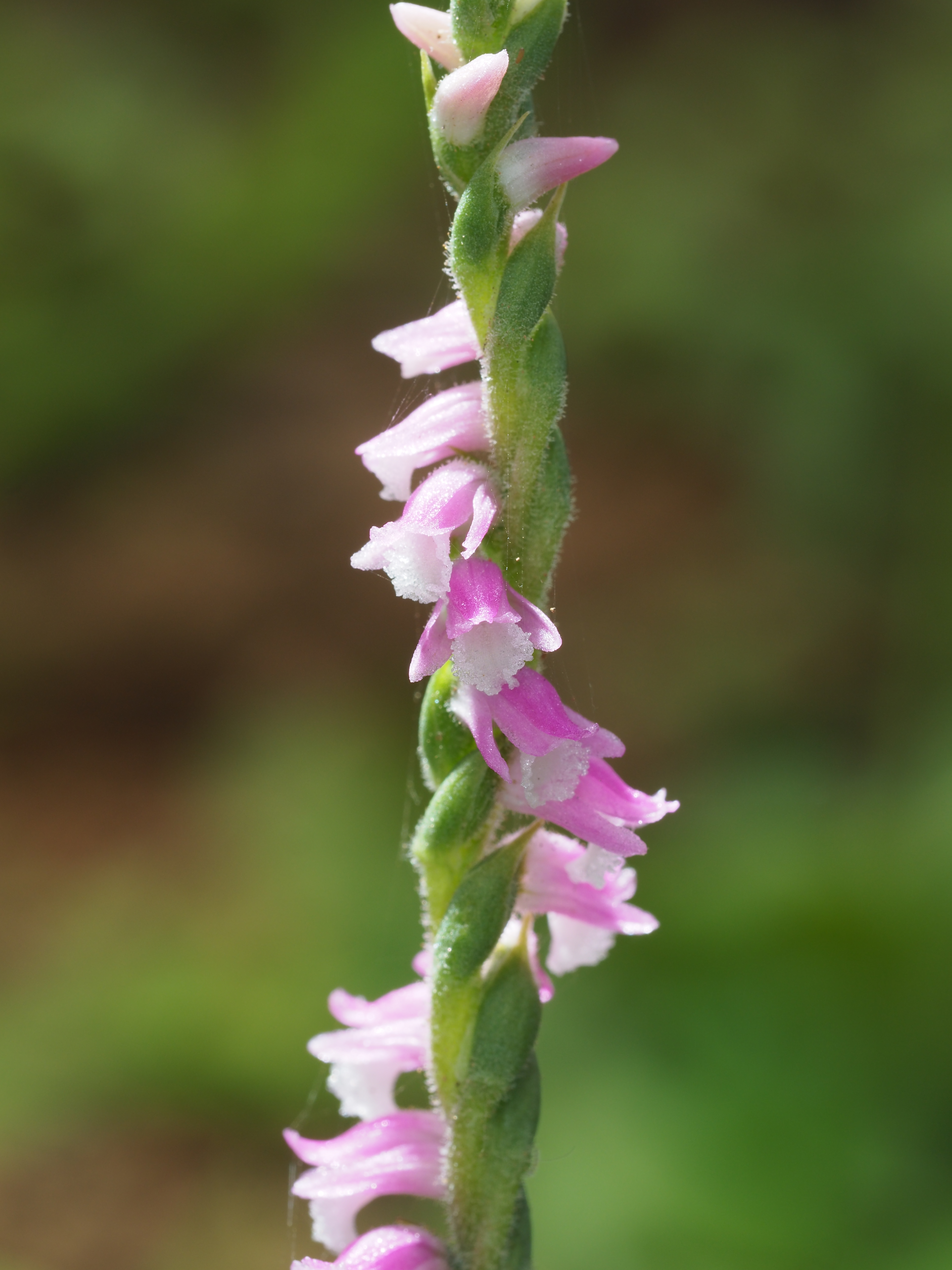 M.ZUIKO DIGITAL ED 60mm F2.8 Macro