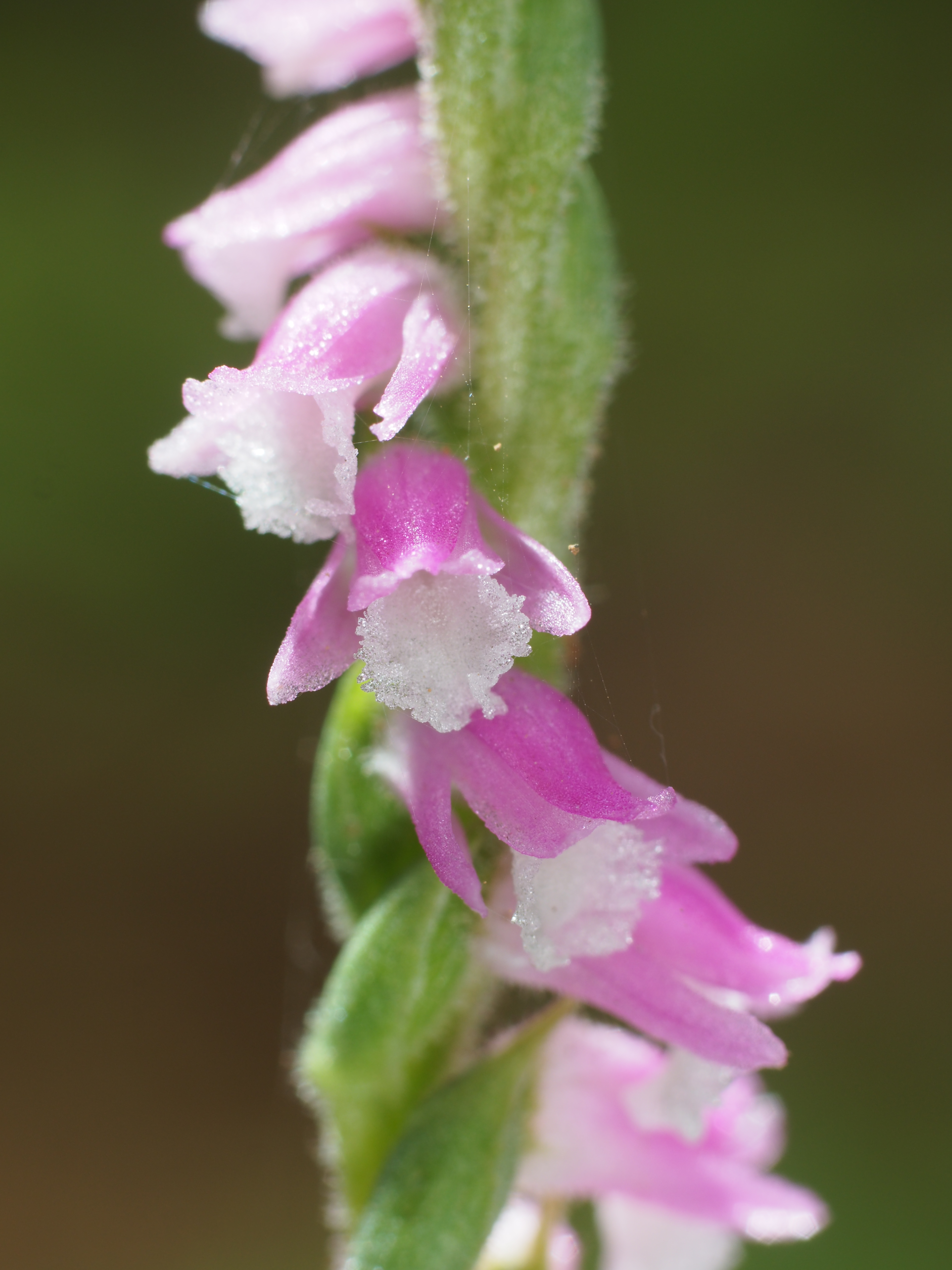 Macro Quinon 55mm F1.9