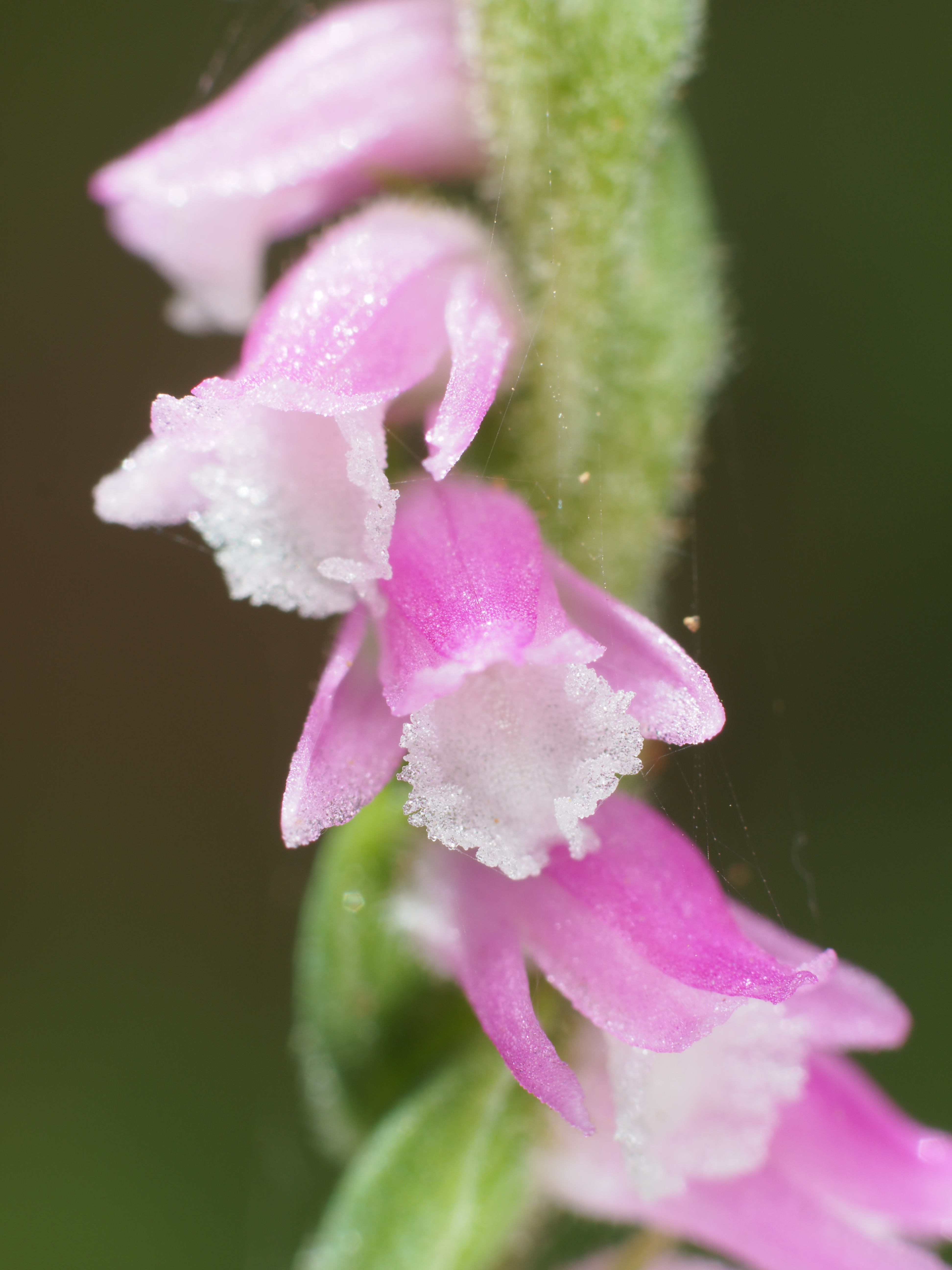 Macro Quinon 55mm F1.9