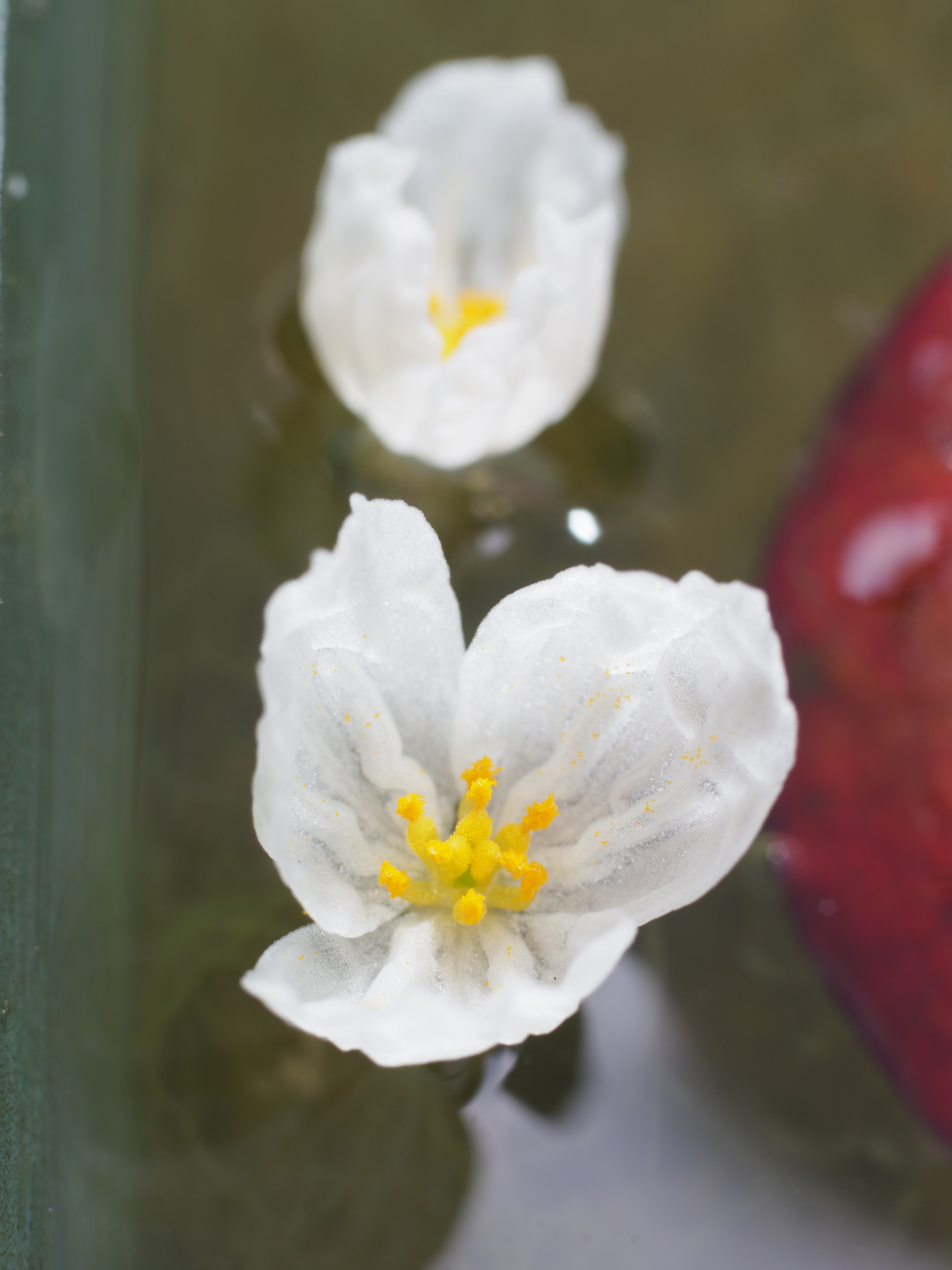 PEN-F / 1/200秒 / F8 / 0EV / ISO200 / マニュアル / 55mm