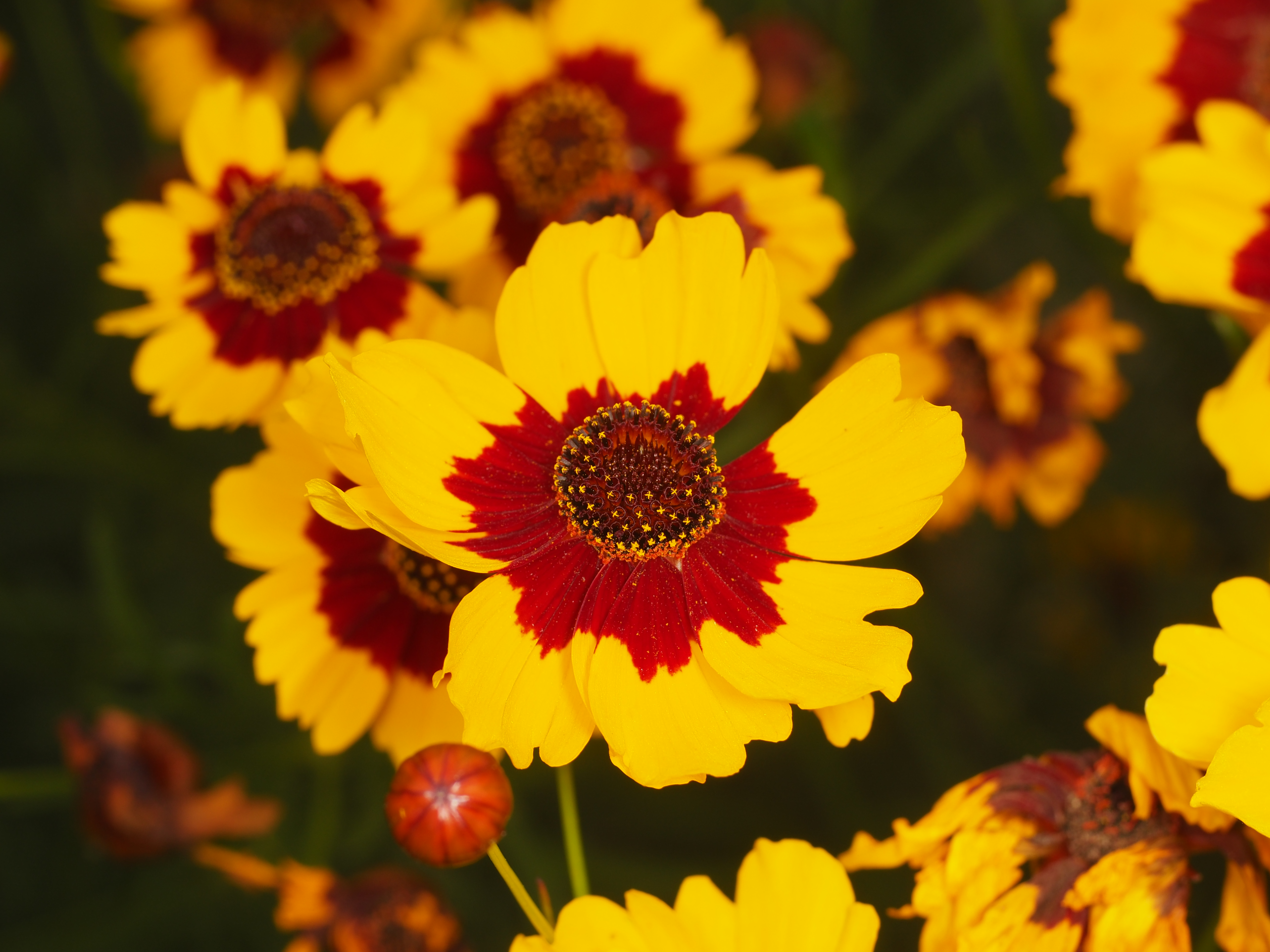 PEN-F / 1/250秒 / F8 / 0EV / ISO200 / マニュアル / 55mm