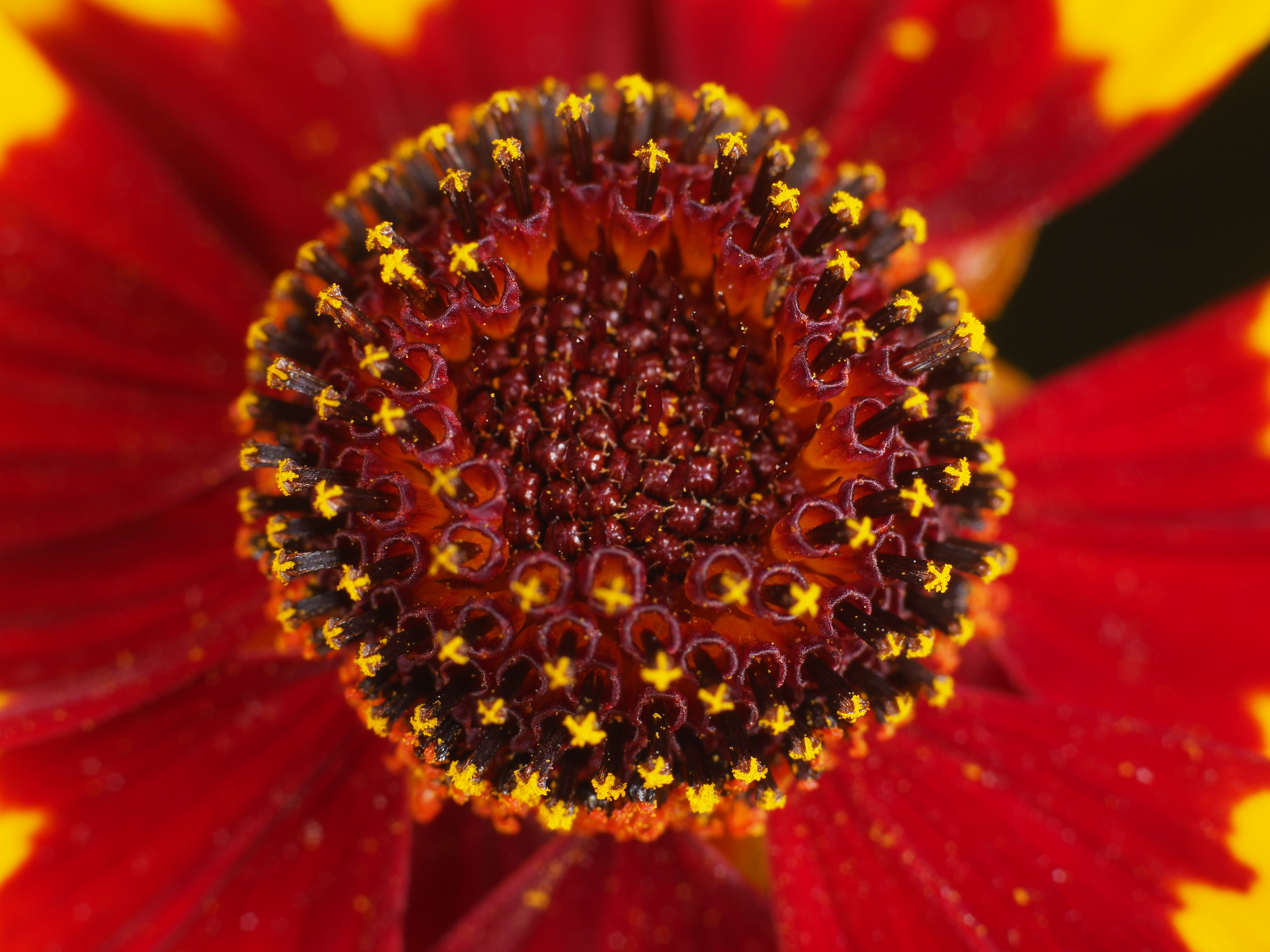 PEN-F / 1/250秒 / F8 / 0EV / ISO200 / マニュアル / 55mm