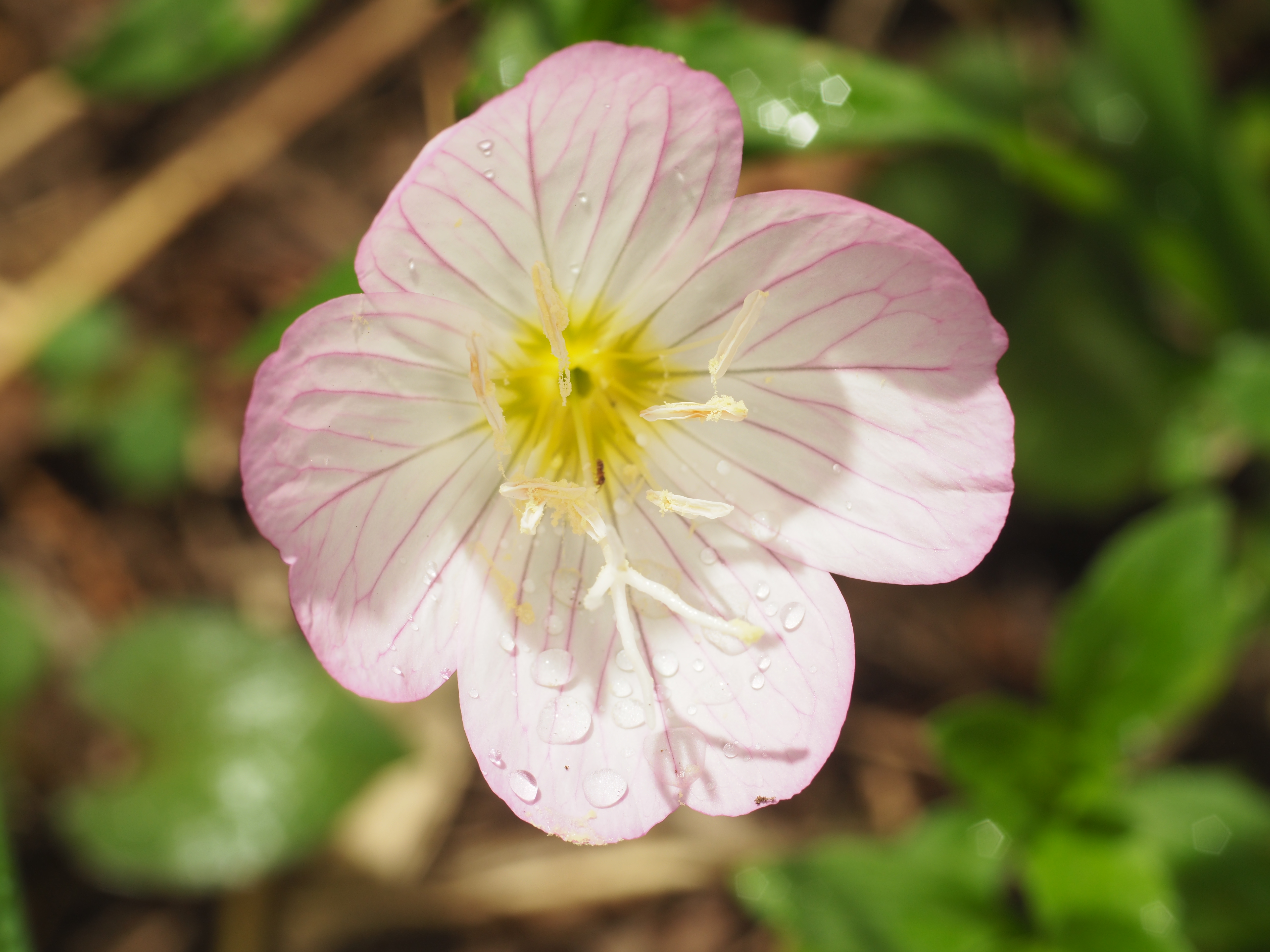 PEN-F / 1/30秒 / F8 / 0EV / ISO200 / マニュアル / 55mm