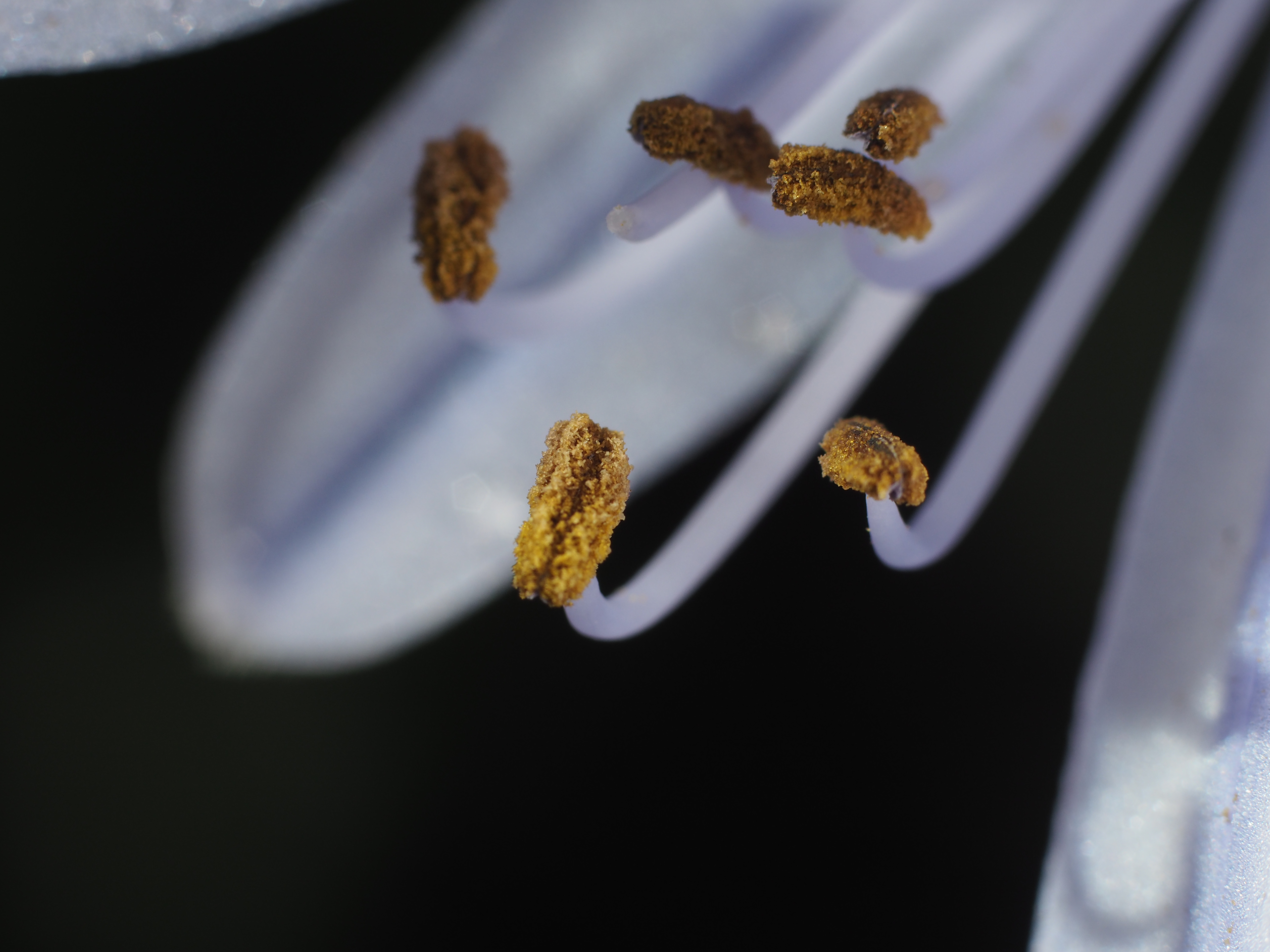 PEN-F / 1/250秒 / F8 / 0EV / ISO200 / マニュアル / 55mm