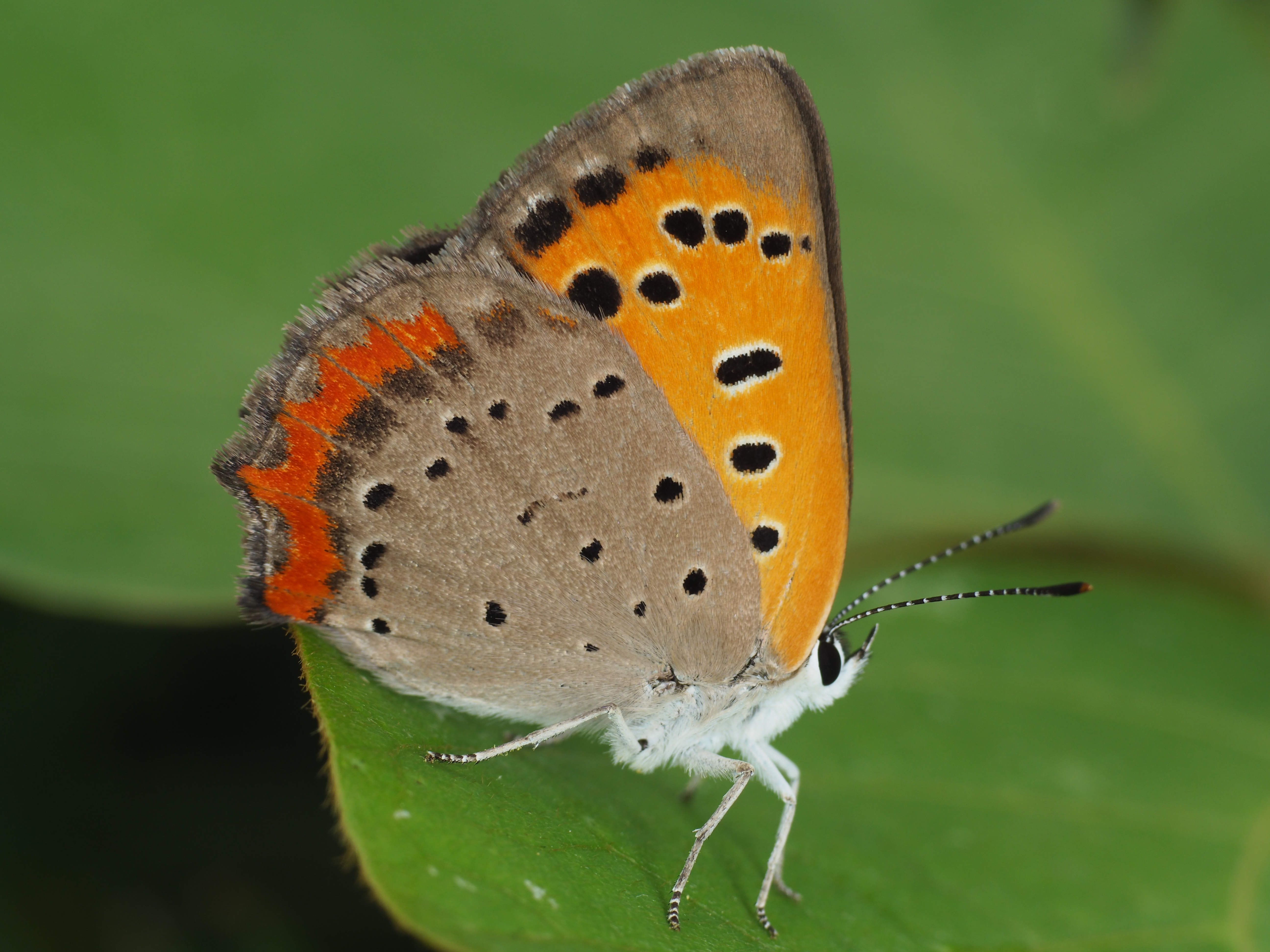 PEN-F / 1/160秒 / F8 / 0EV / ISO200 / マニュアル / 55mm