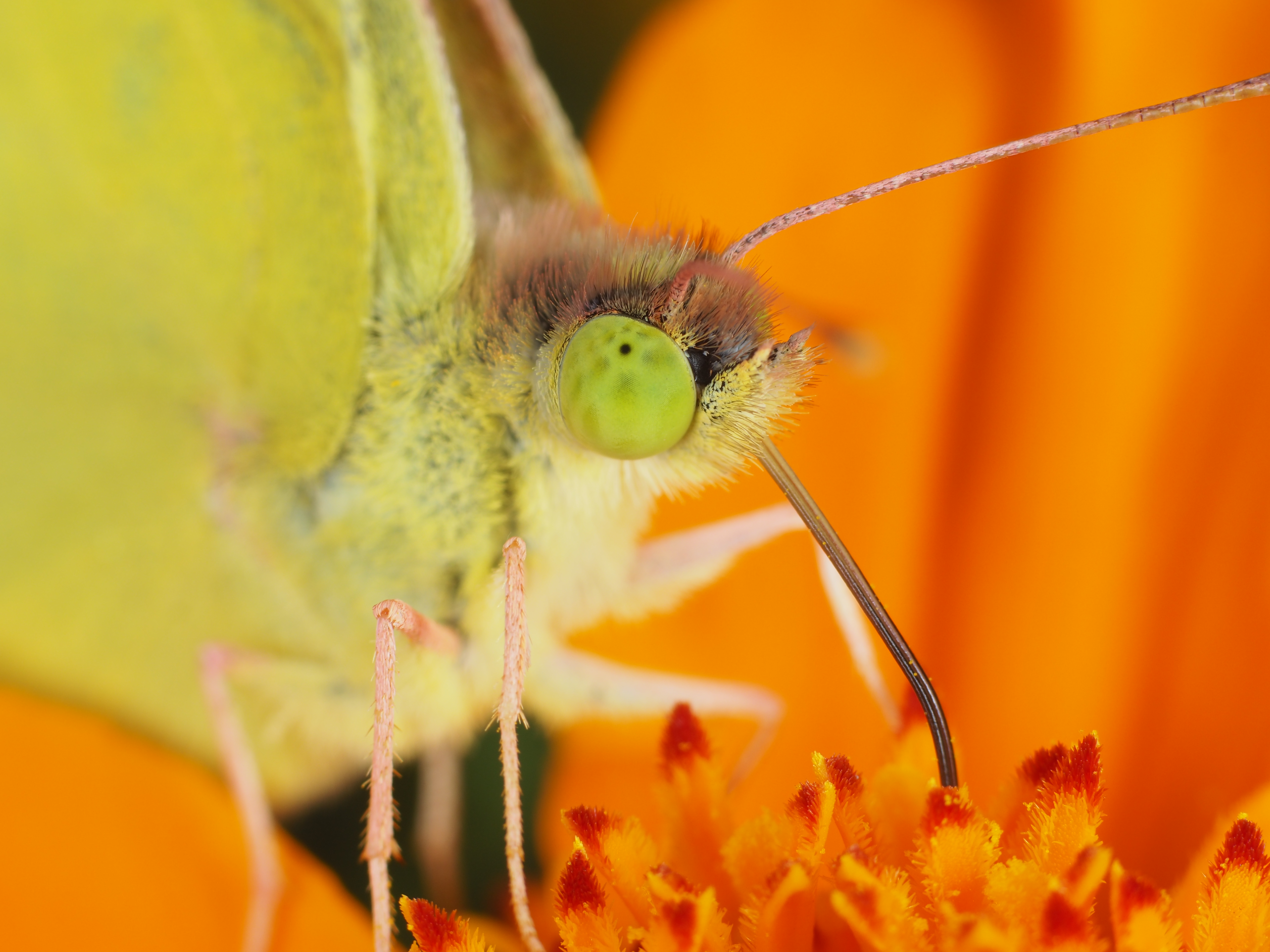 PEN-F / 1/250秒 / F8 / 0EV / ISO200 / マニュアル / 55mm