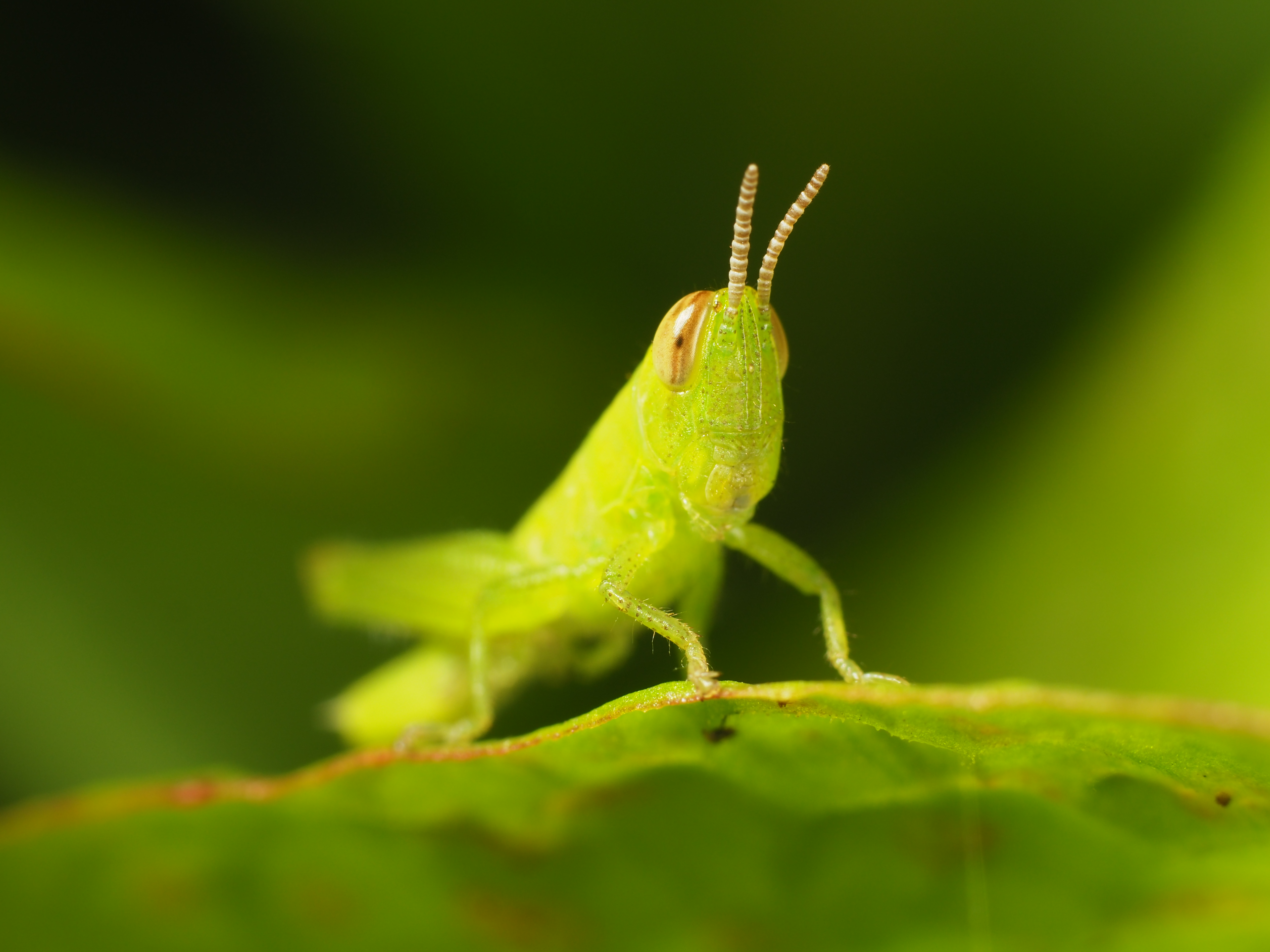 PEN-F / 1/250秒 / F8 / 0EV / ISO200 / マニュアル / 55mm
