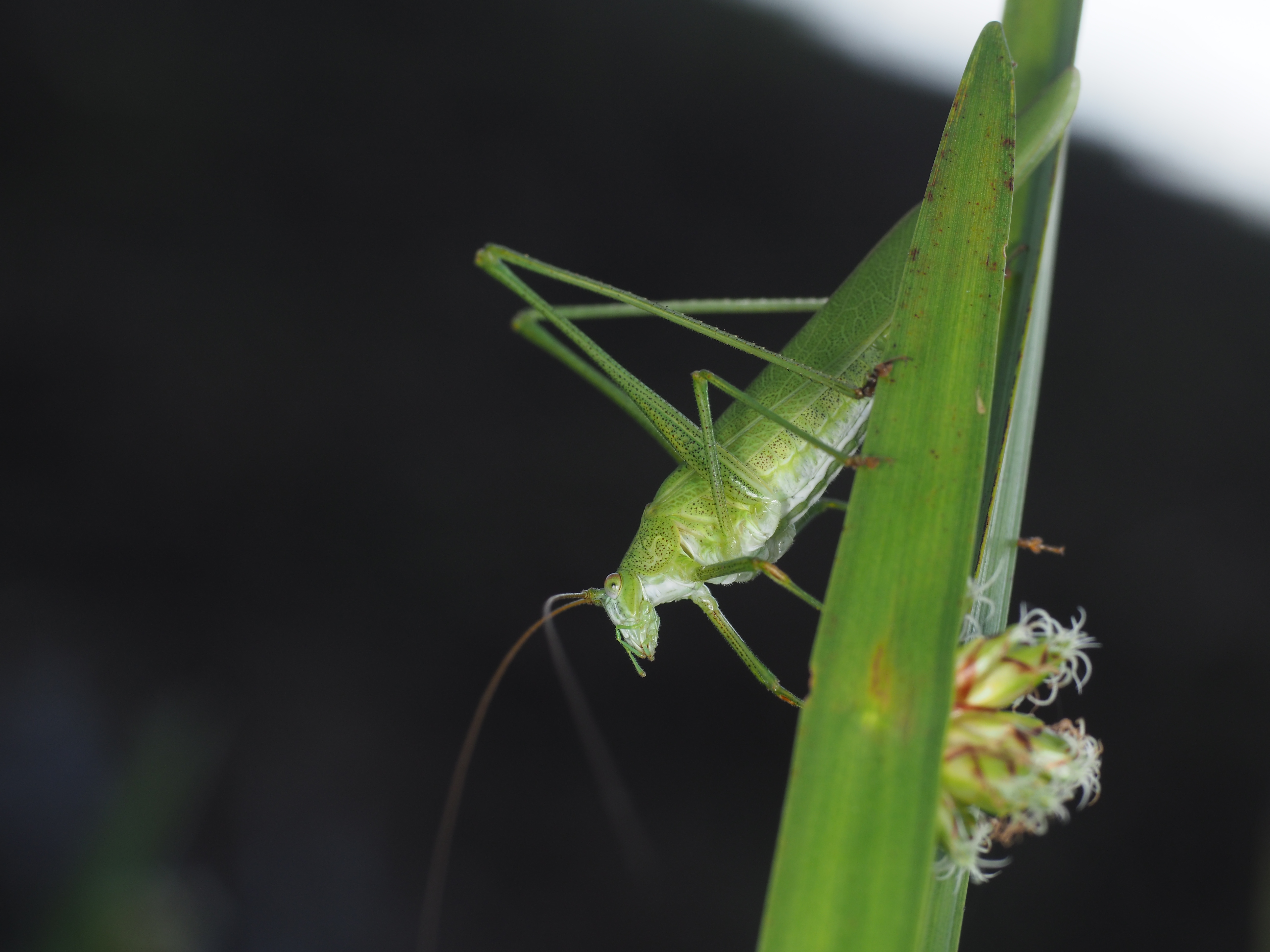 PEN-F / 1/160秒 / F8 / 0EV / ISO200 / マニュアル / 55mm