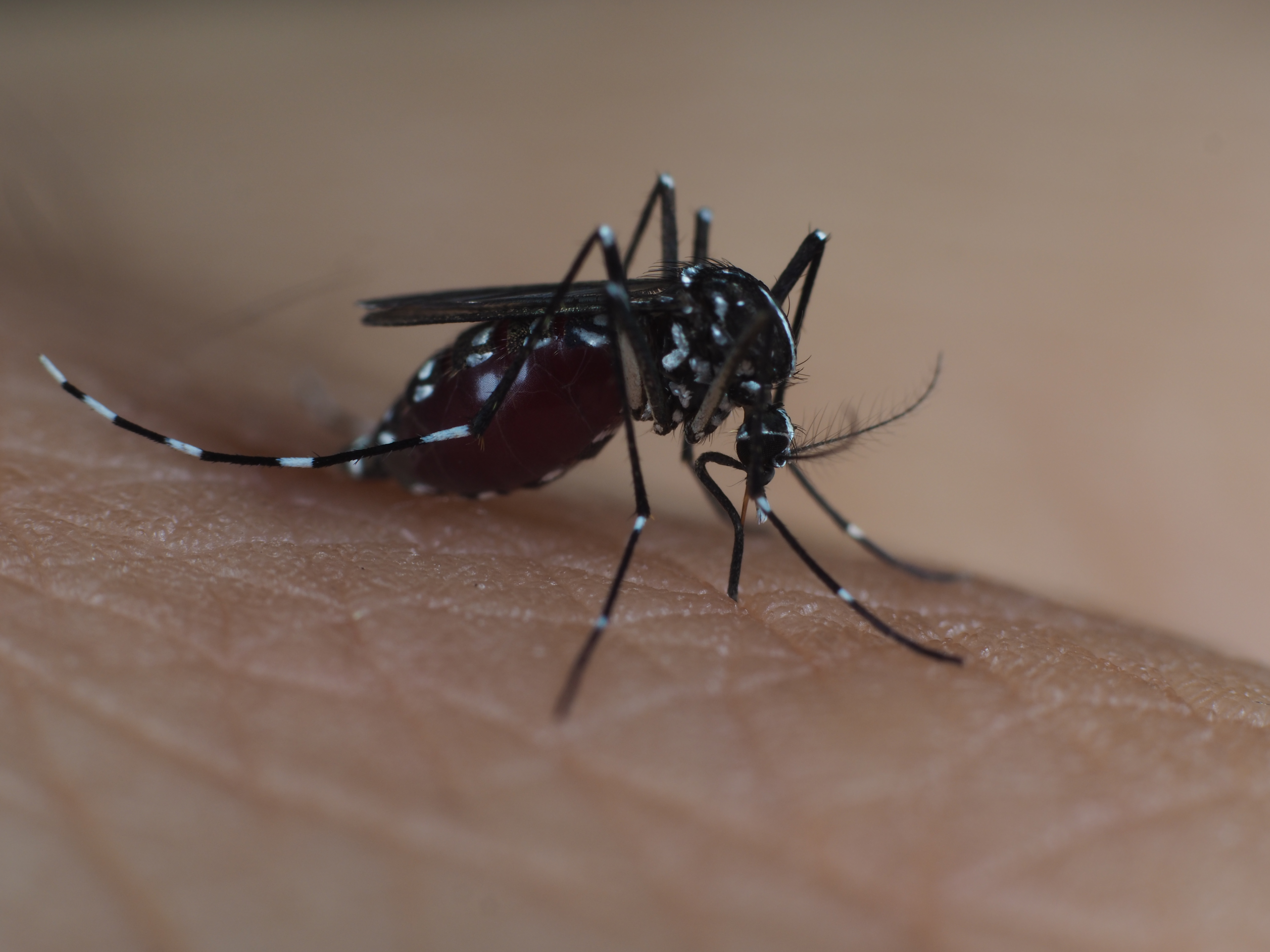 PEN-F / 1/250秒 / F8 / 0EV / ISO200 / マニュアル / 55mm