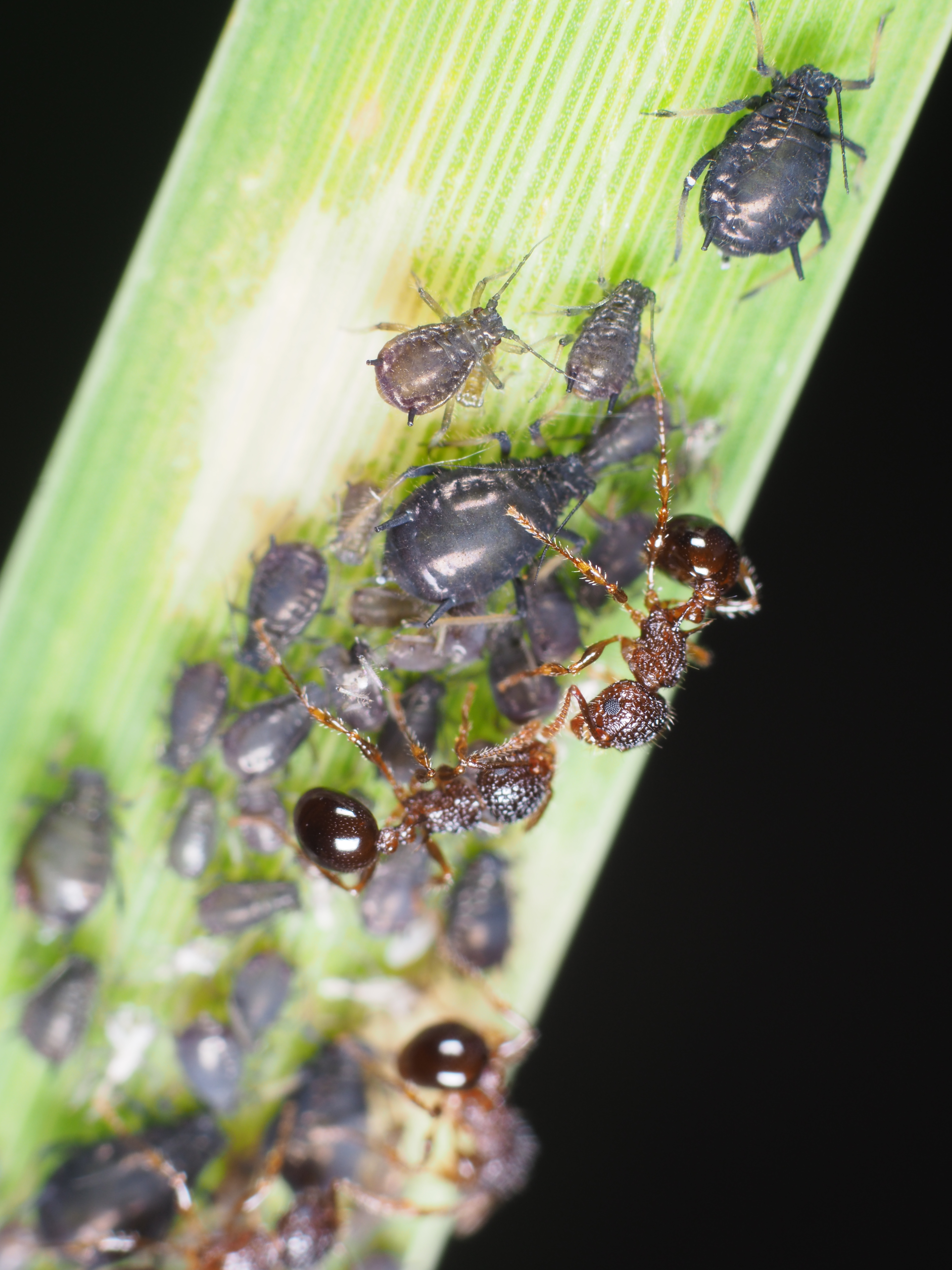 PEN-F / 1/160秒 / F8 / 0EV / ISO200 / マニュアル / 55mm