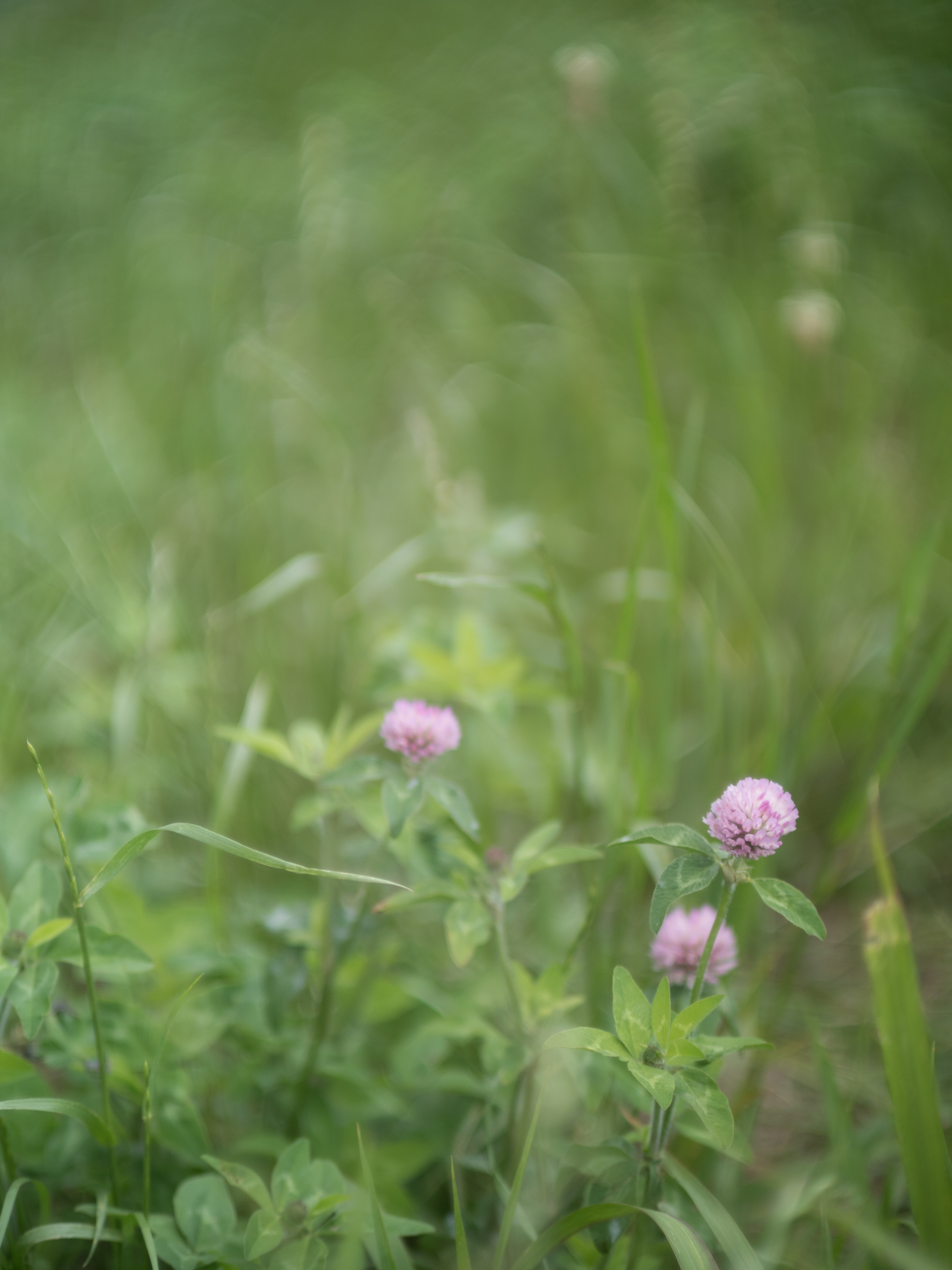 PEN-F / FD 55mm F1.2 S.S.C. / Lens Turbo II / 1/6,400秒 / F1.2 / 0EV / ISO200 / WB:オート