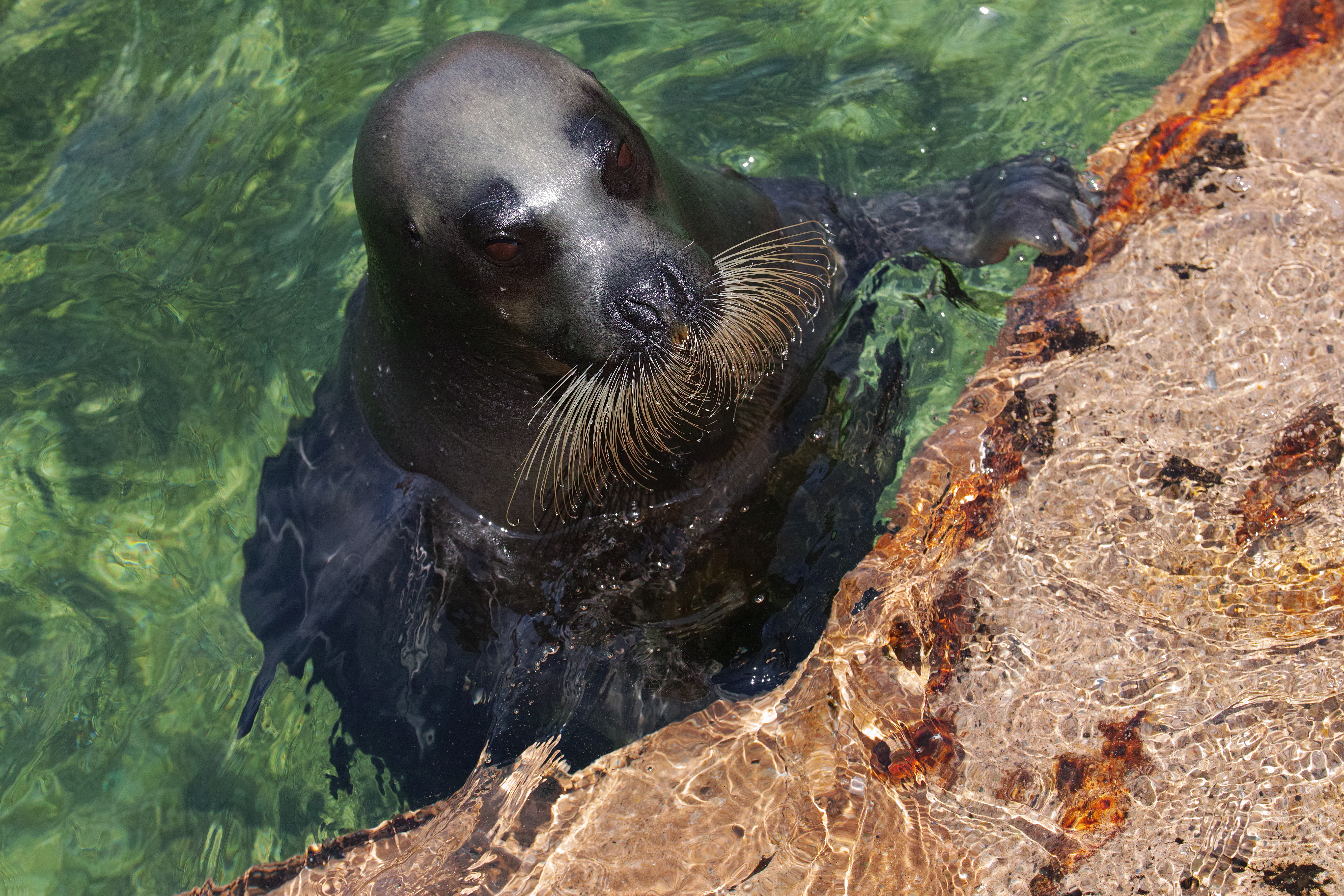 sd Quattro / 50-100mm F1.8 DC HSM / 100mm（150mm相当） / F4 / 1/800秒 / ISO100 / カメラ内JPEG