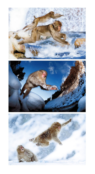 2015年度グランプリ作品 ネイチャー部門［Jump&Jump］増田晋一氏