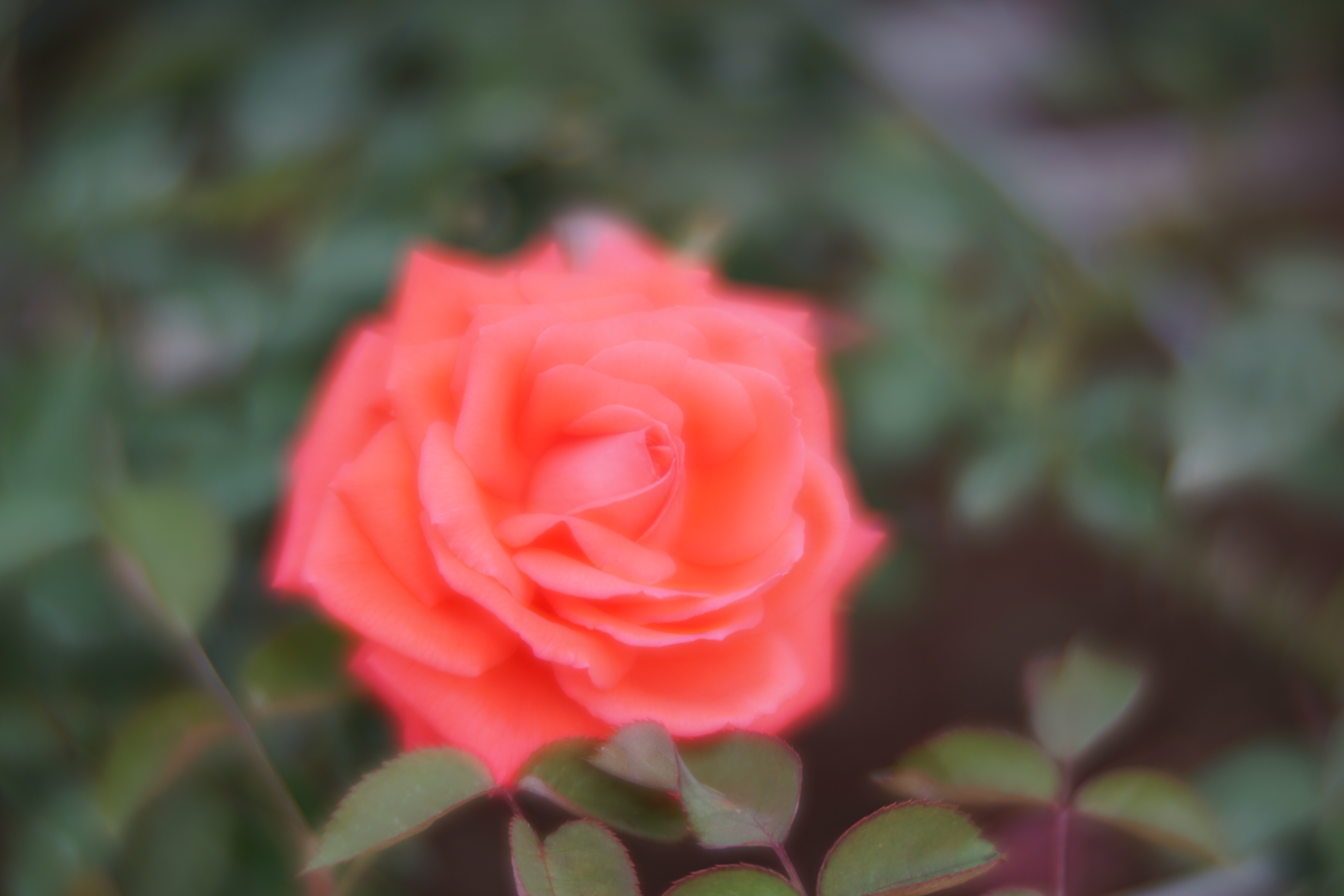 α7 II / Daguerreotype Achromat 2.9/64 Art Lens / 絞り優先AE / F2.9 / Standard絞り / 1/1,250秒 / +1EV / ISO100