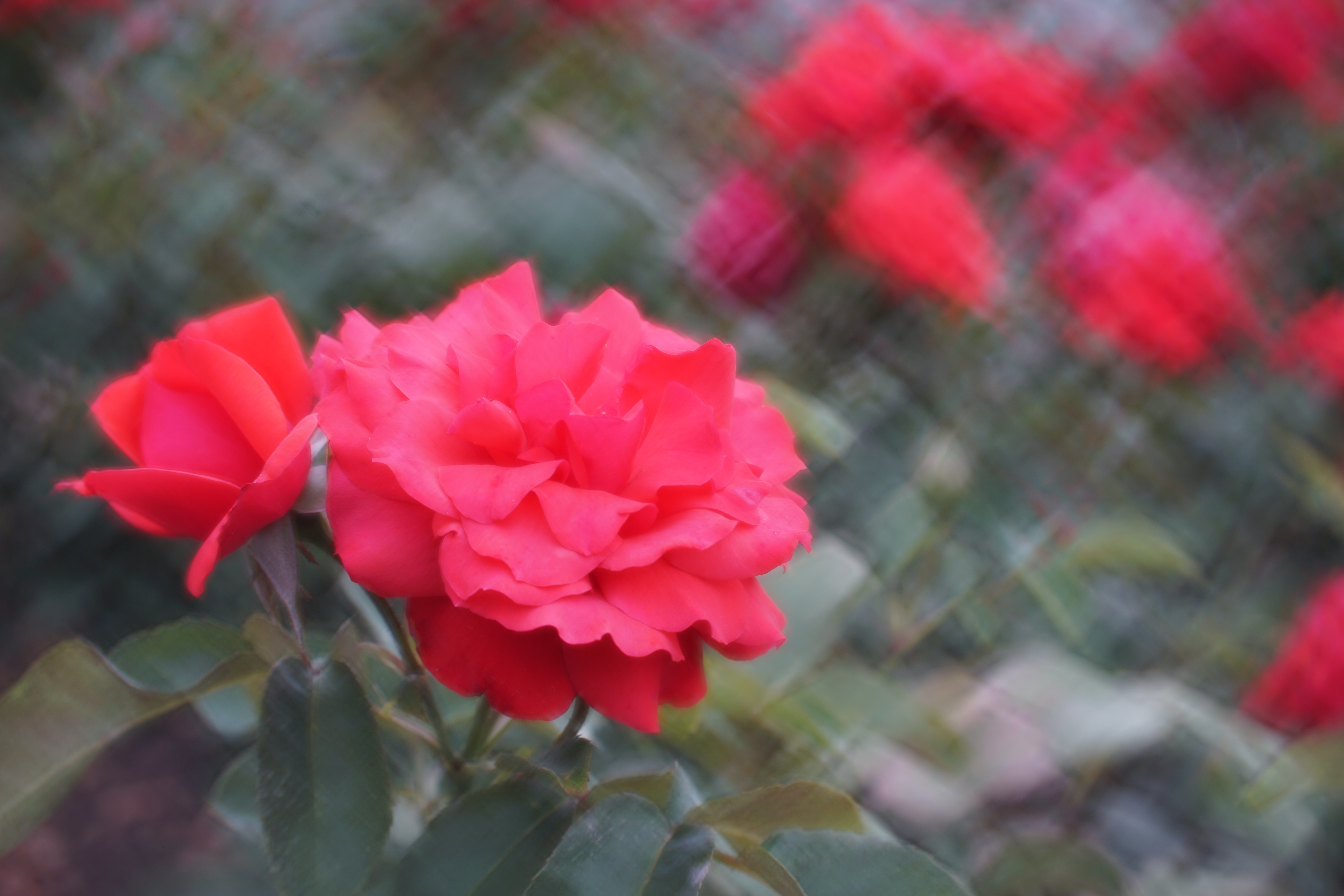 α7 II / Daguerreotype Achromat 2.9/64 Art Lens / 絞り優先AE / F6.3 / Aquarelle絞り / 1/1,250秒 / +1EV / ISO100