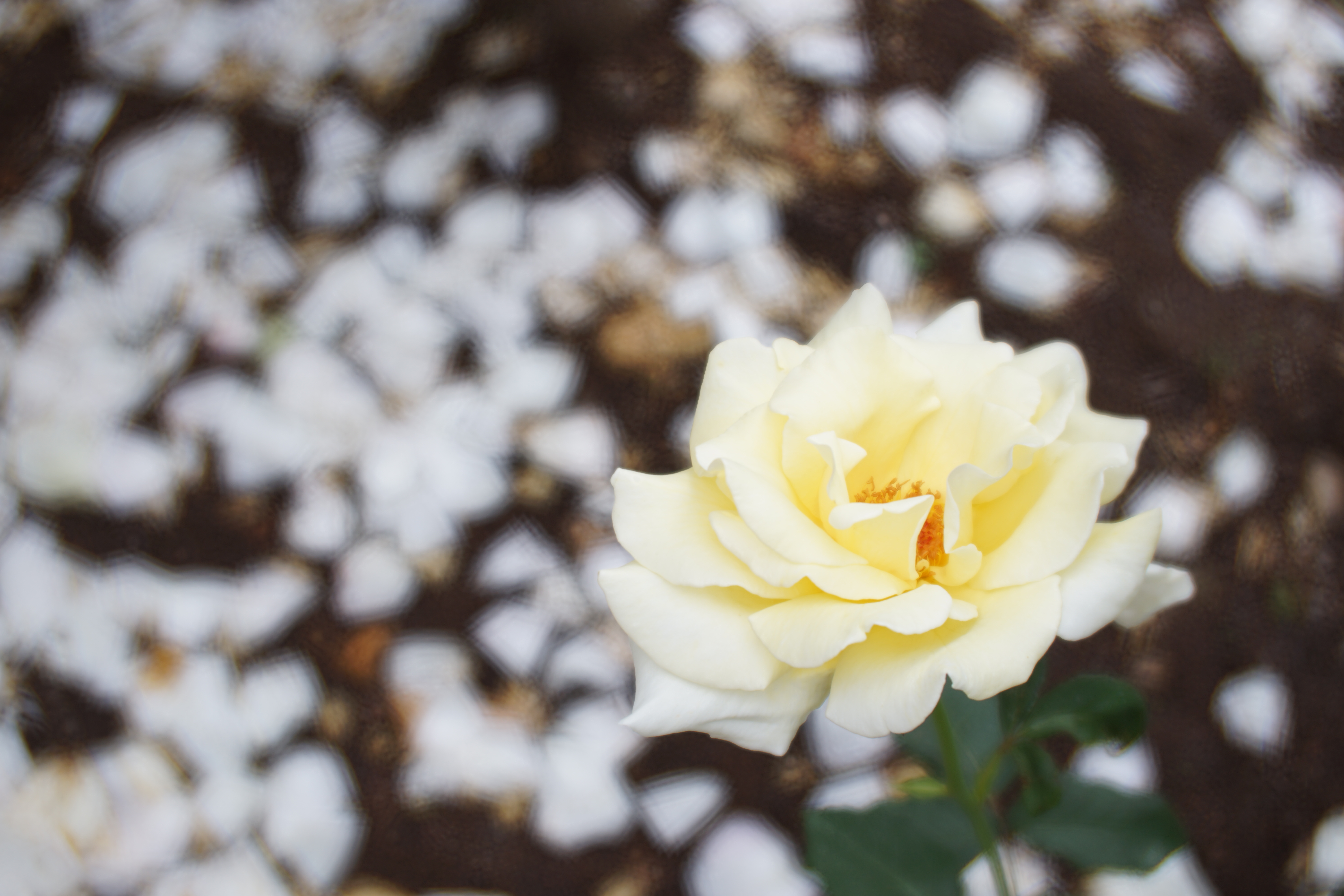 α7 II / Daguerreotype Achromat 2.9/64 Art Lens / 絞り優先AE / F6.3 / Lumière絞り / 1/125秒 / +1.3EV / ISO100