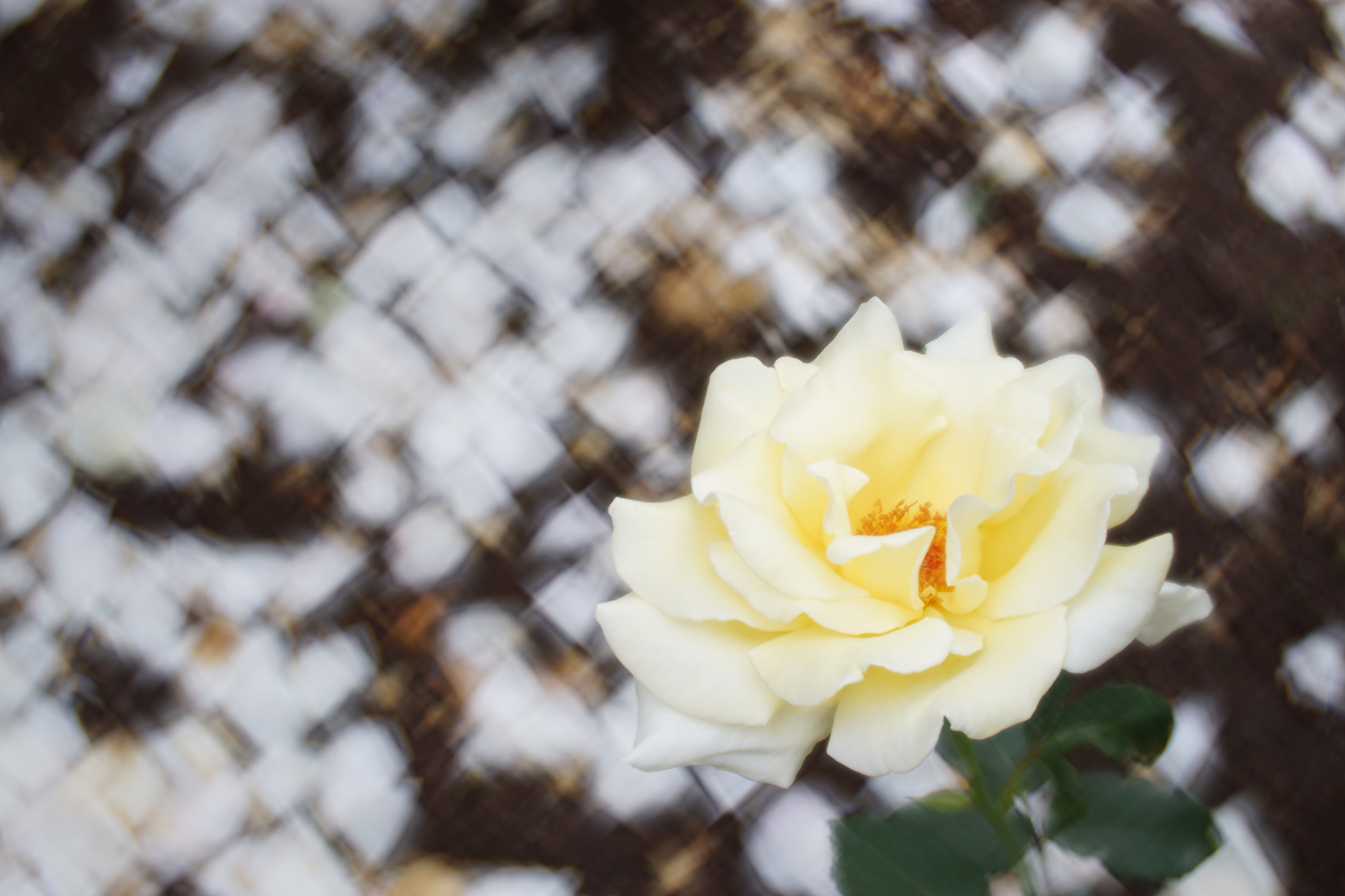 α7 II / Daguerreotype Achromat 2.9/64 Art Lens / 絞り優先AE / F6.3 / Aquarelle絞り / 1/125秒 / +1.3EV / ISO100