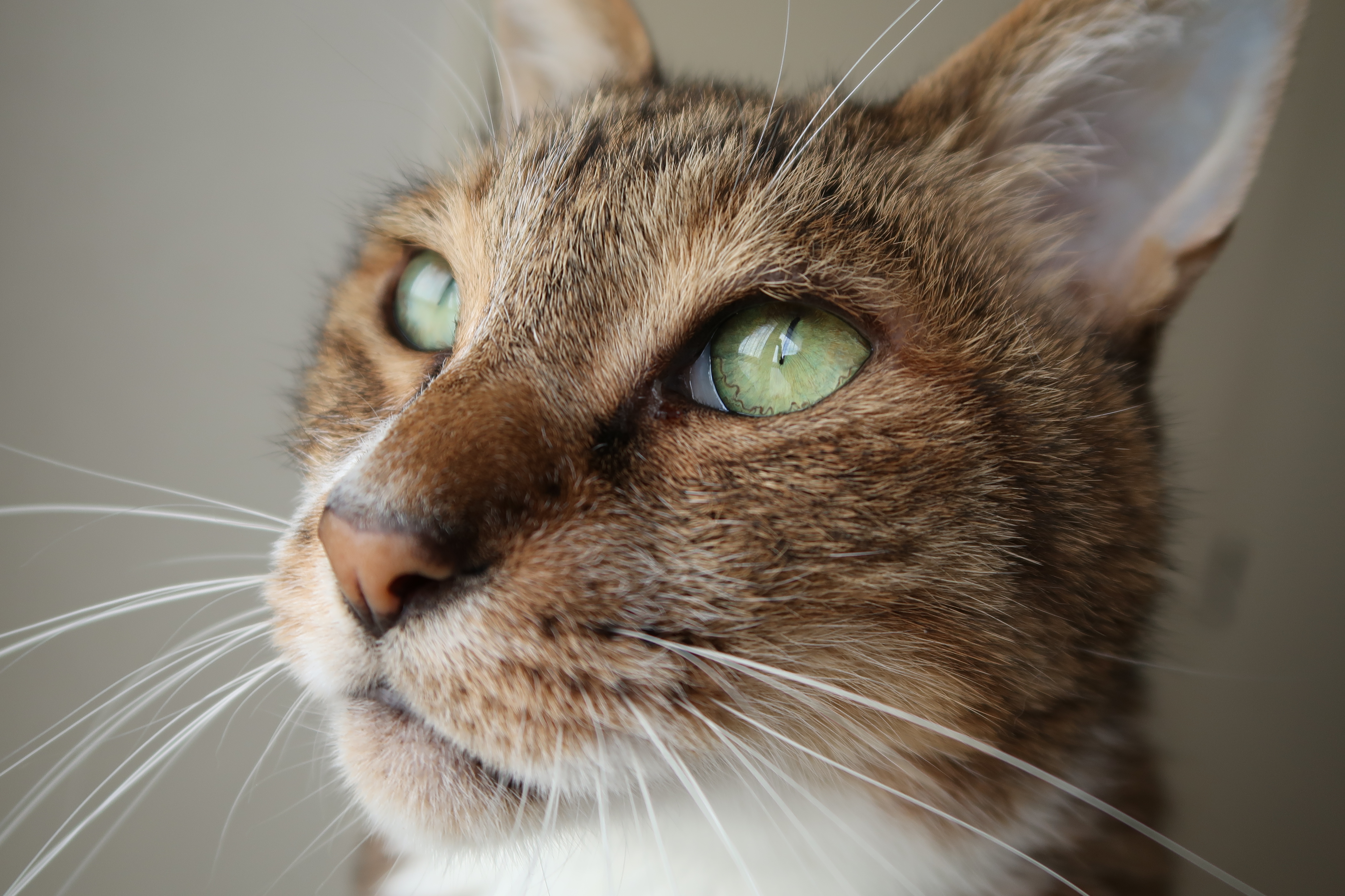 PowerShot G7 X Mark II / 5,472×3,648 / 1/100秒 / F2.8 / ISO125