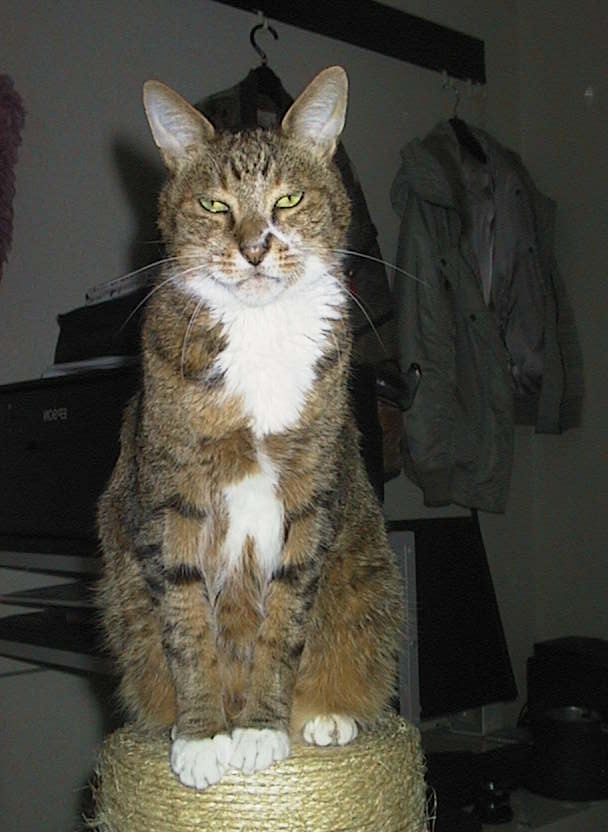 PowerShot 600 / 832×608