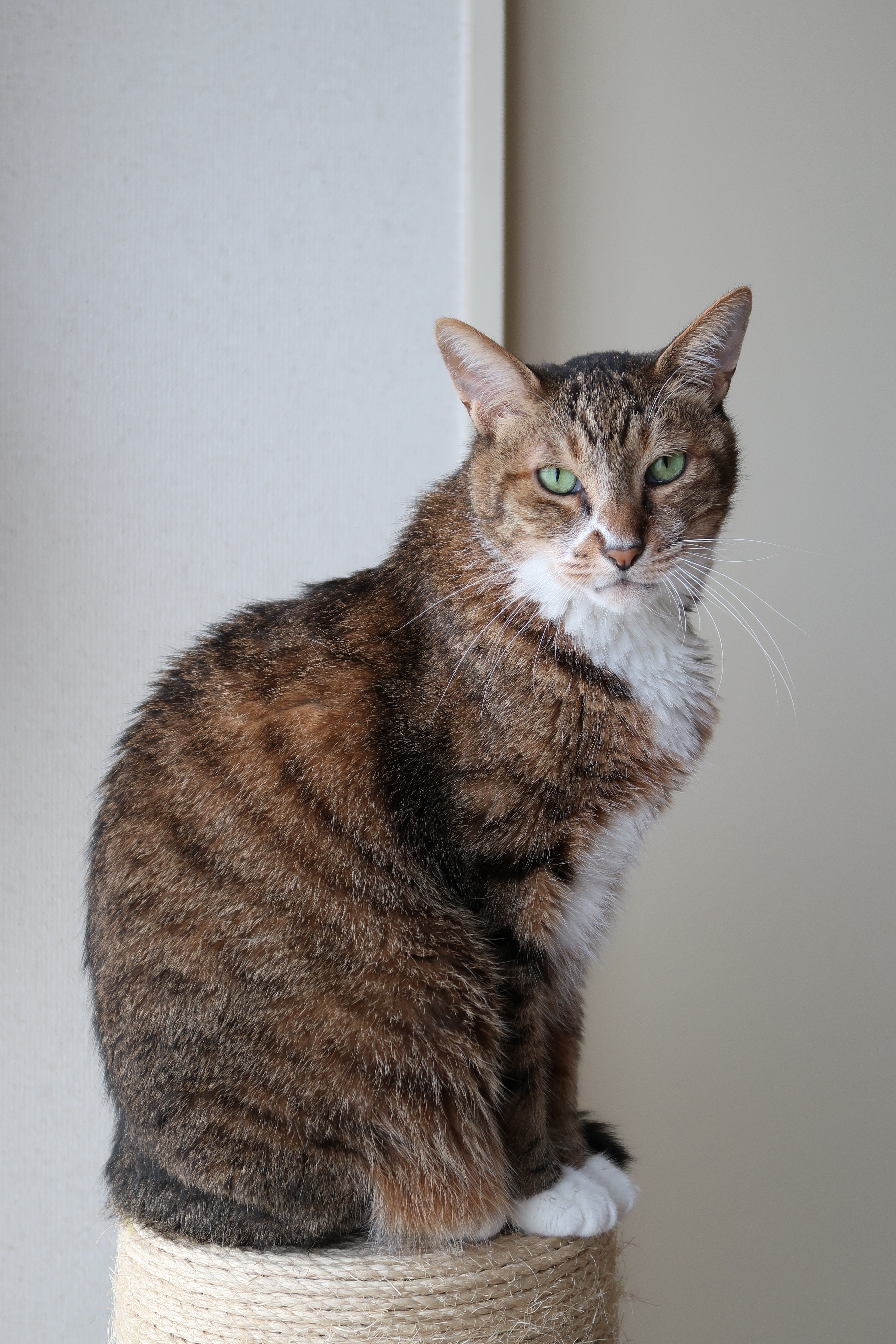 PowerShot G7 X Mark II / 5,472×3,648 / 1/50秒 / F2.5 / ISO160