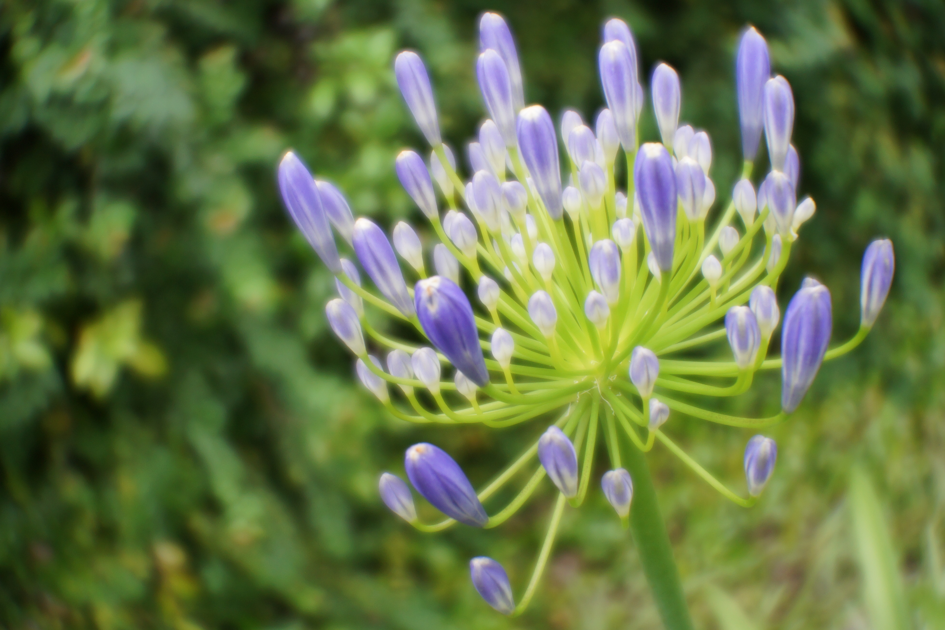 α7 / 1/250秒 / F6.3 / +0.7EV / ISO400 / 絞り優先AE