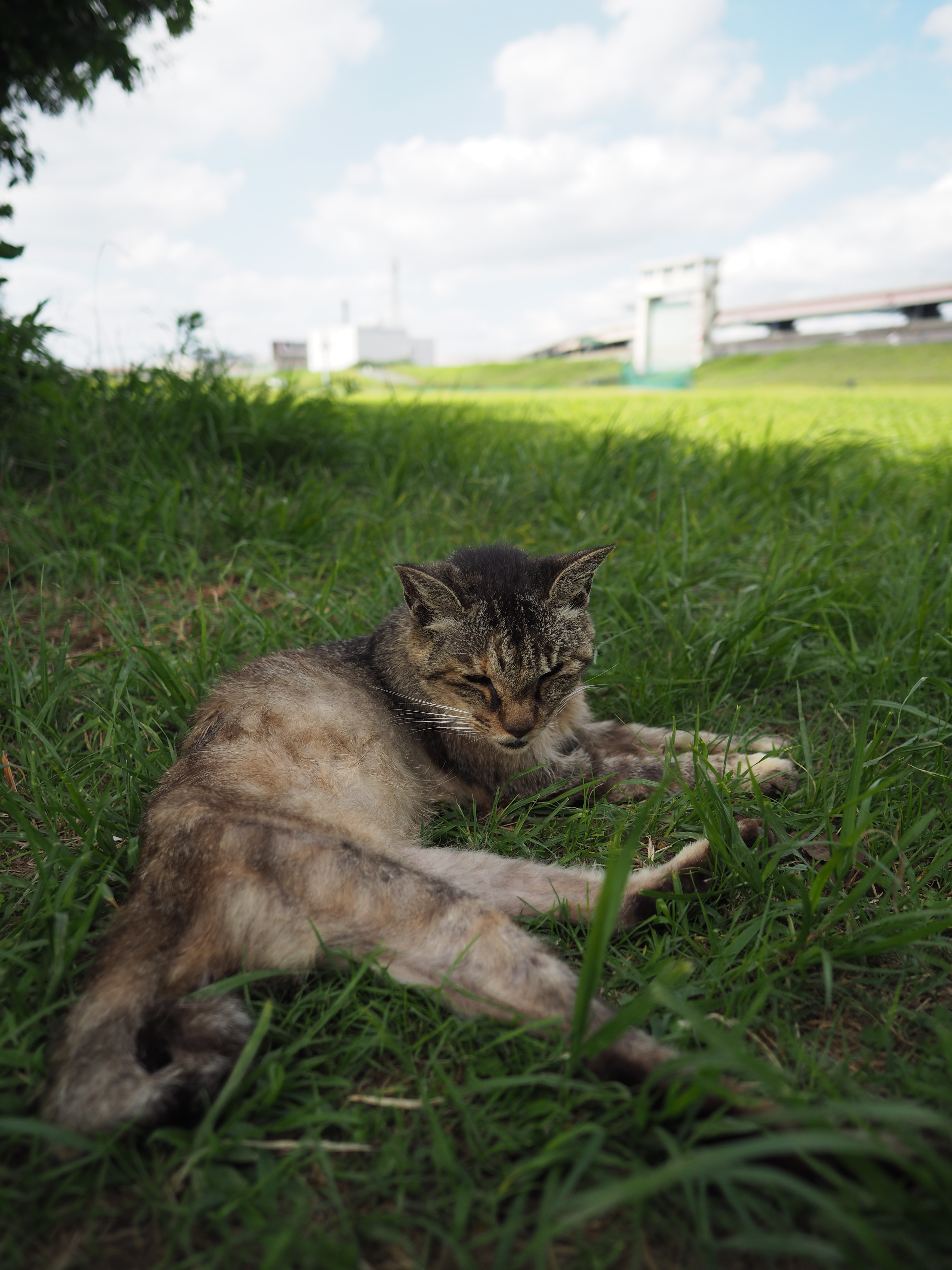 PEN-F / M.ZUIKO DIGITAL ED 12mm F2.0 / 1/2,500秒 / F2 / ±0EV / ISO200 / WB:オート / 12mm