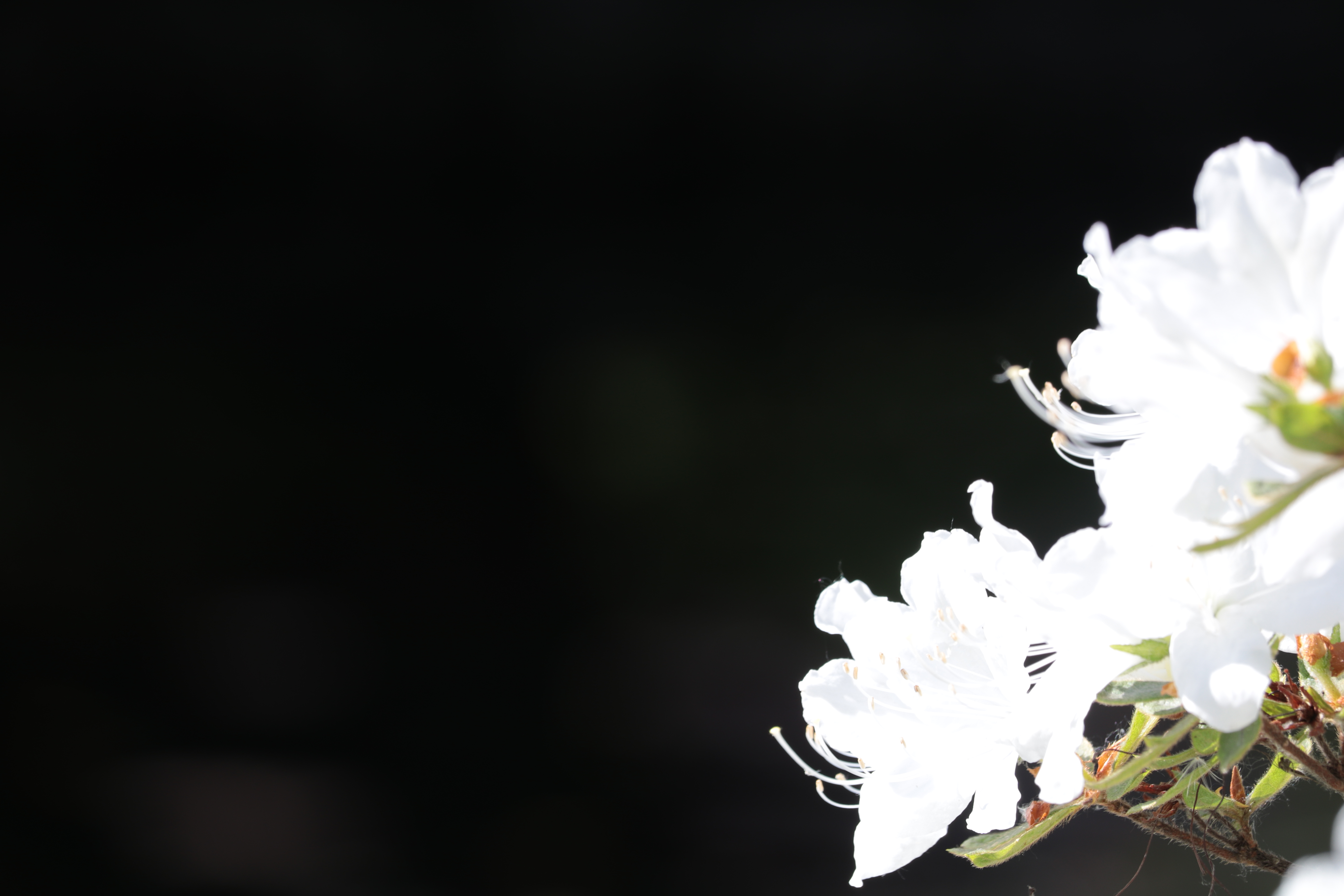 オリジナル（RAW+JPEGのうちのJPEG）EOS 80D / EF-S55-250mm F4-5.6 IS STM / 1/80秒 / F8 / ISO 100 / 250mm