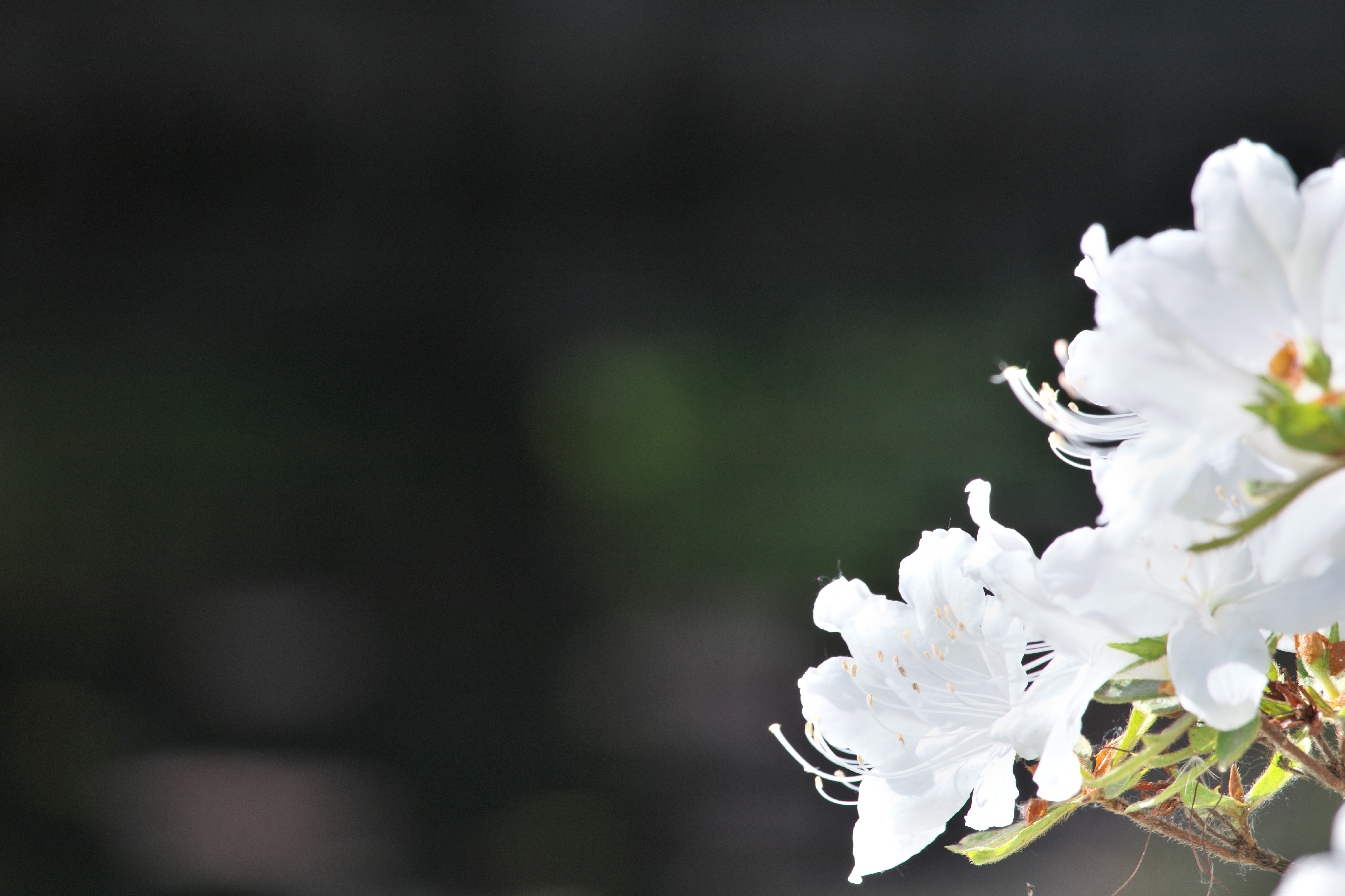 SILKYPIXで「HDR」を「100」に設定して現像