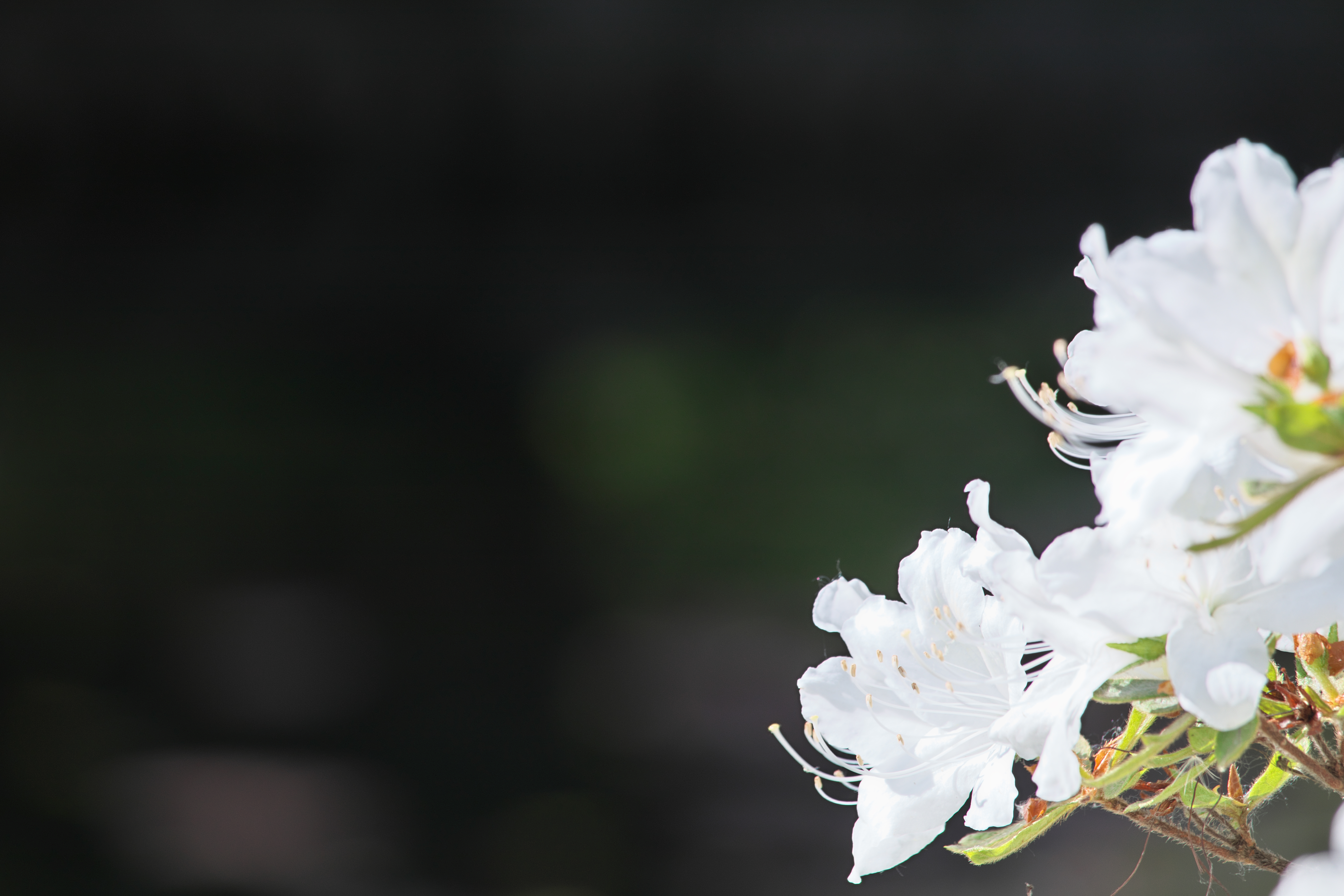 SILKYPIXで「覆い焼き・焼き込み」を「100」に設定して現像。