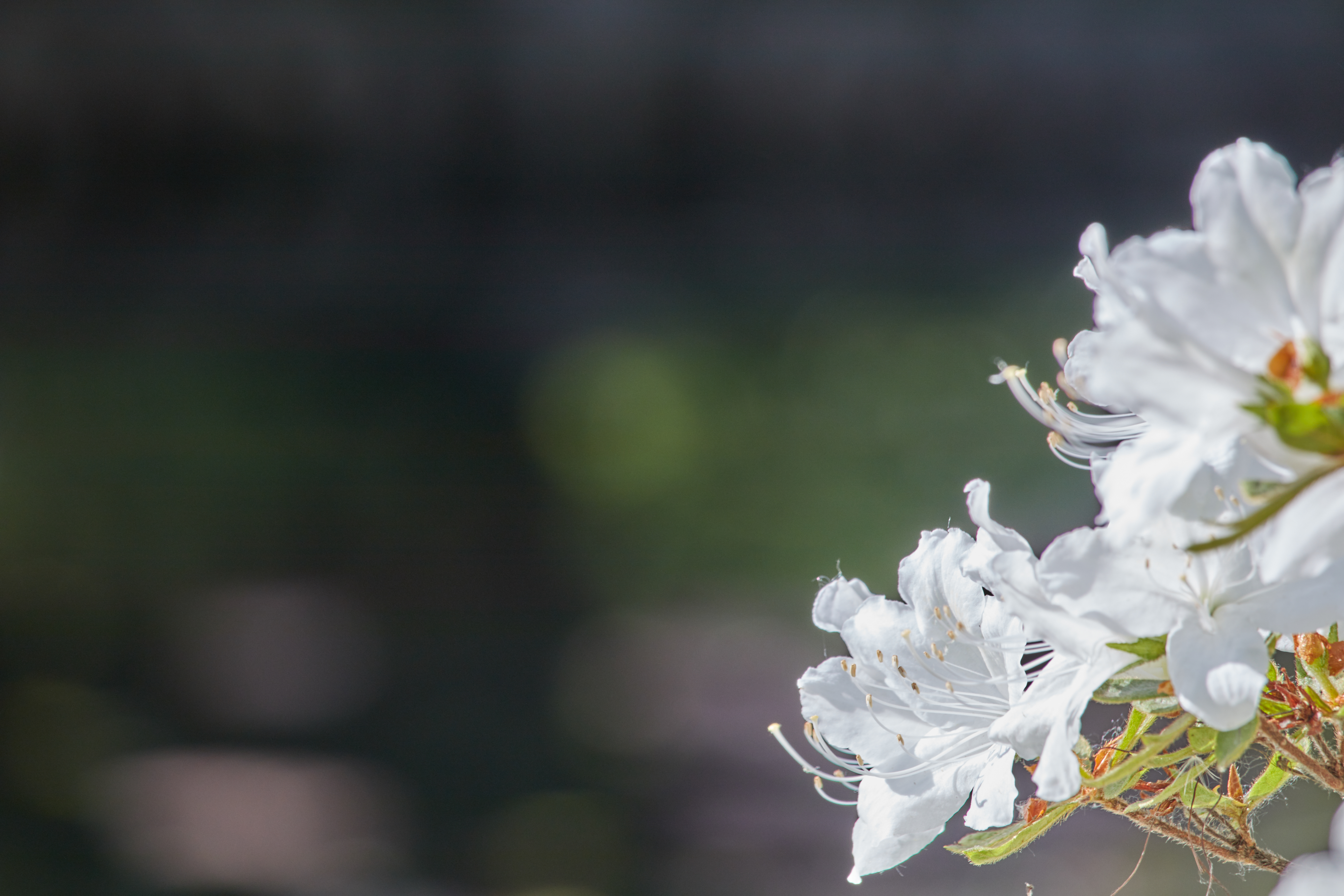 Capture Oneで「ハイダイナミックレンジ」の「ハイライト」と「シャドウ」を「100」に設定して現像。