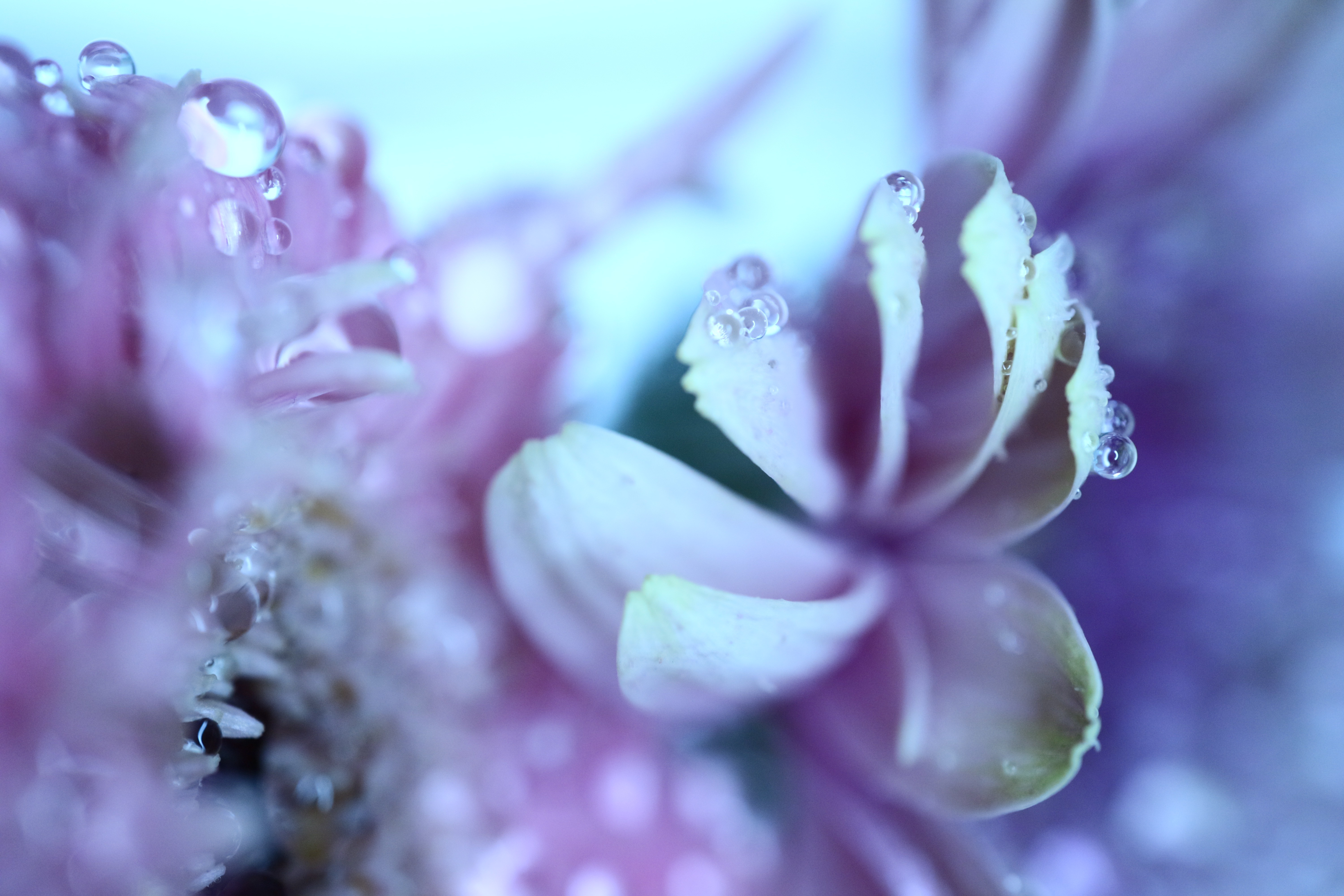 EOS M3 / EF-M 28mm F3.5 Macro IS STM（LED：両側点灯） / 1/60秒 / F3.5 / 0EV / ISO800 / マニュアル露出 / 28mm