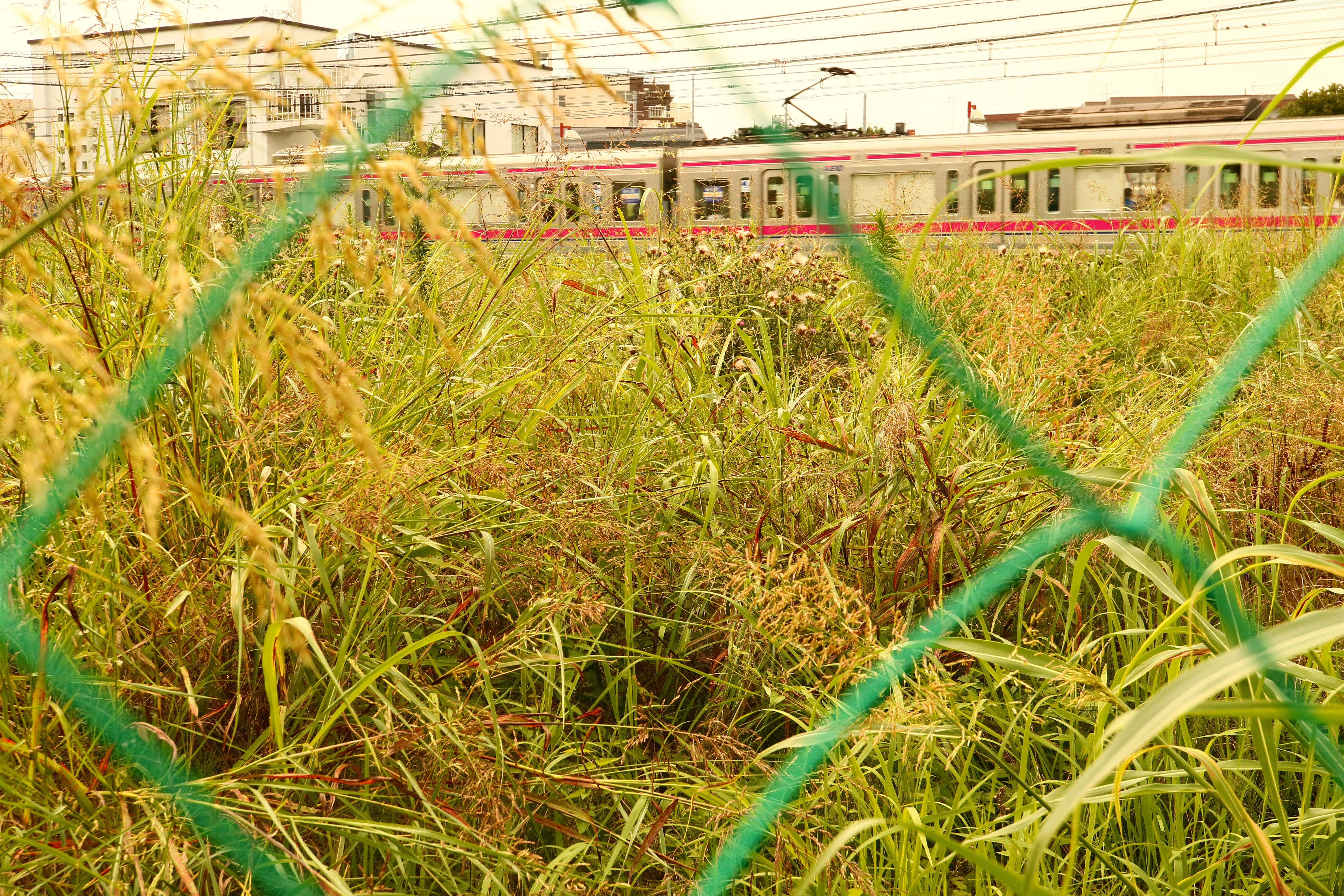 EOS M3 / EF-M 28mm F3.5 Macro IS STM（LED：消灯） / 1/400秒 / F8 / 0EV / ISO400 / マニュアル露出 / 28mm