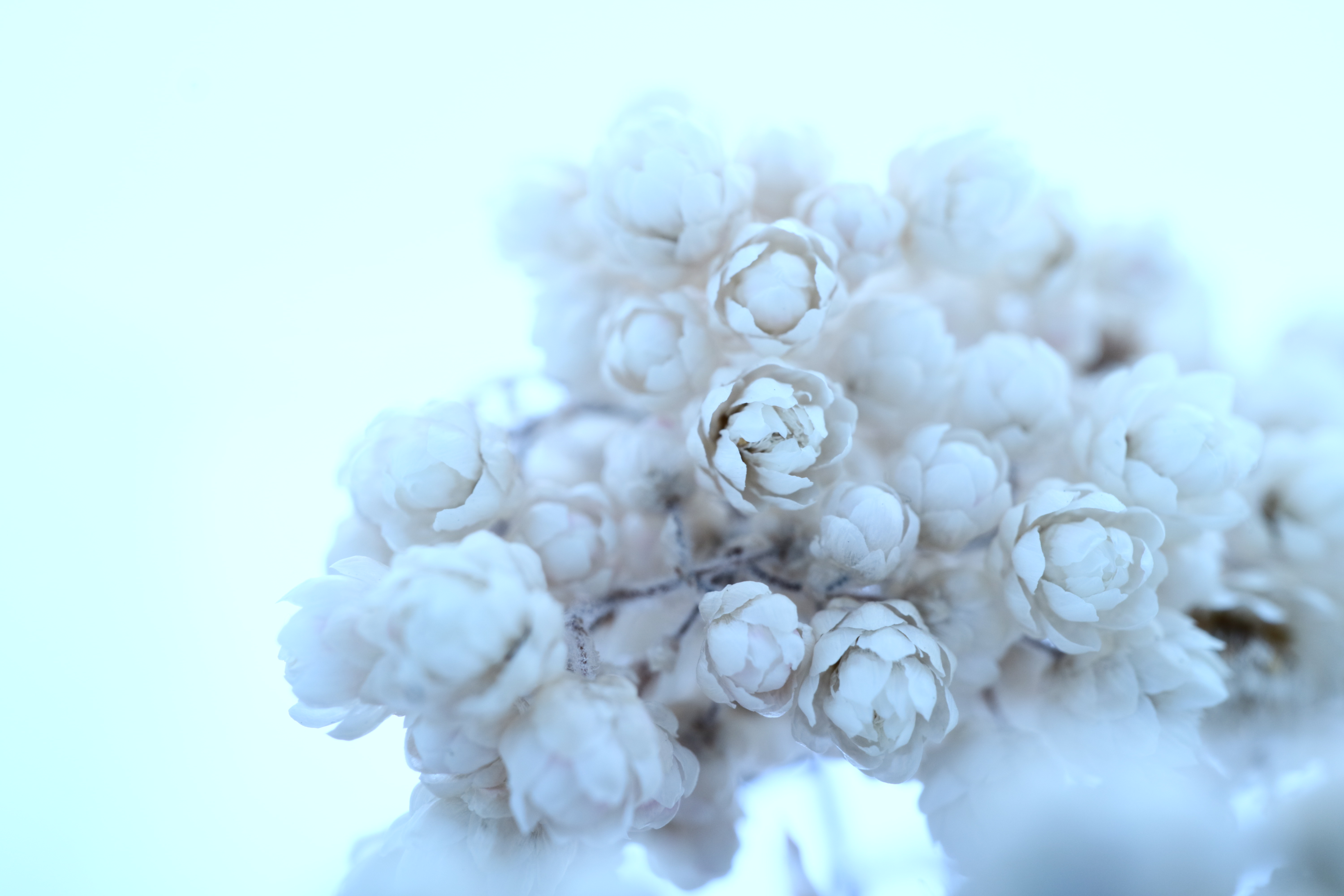 EOS M3 / EF-M 28mm F3.5 Macro IS STM（LED：消灯） / 1/200秒 / F6.3 / 0EV / ISO200 / マニュアル露出 / 28mm