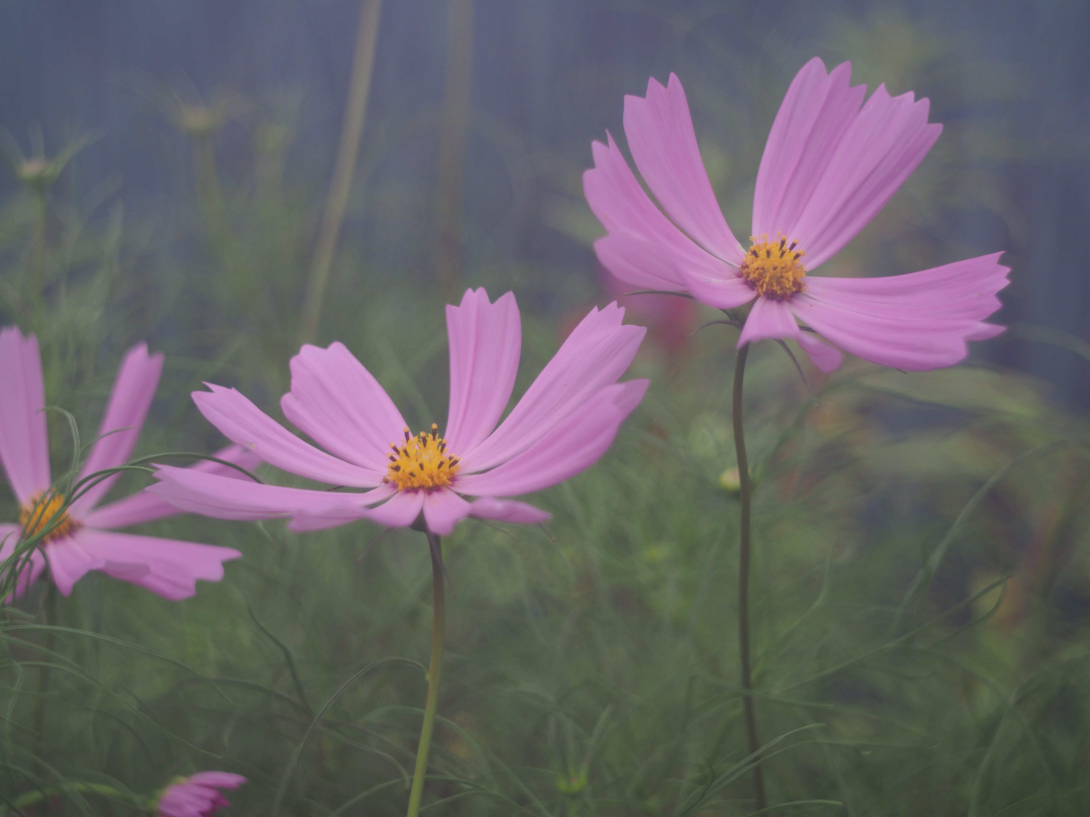 1/1,600秒 / F2.8 / 0EV / ISO200 / 絞り優先AE / 40mm