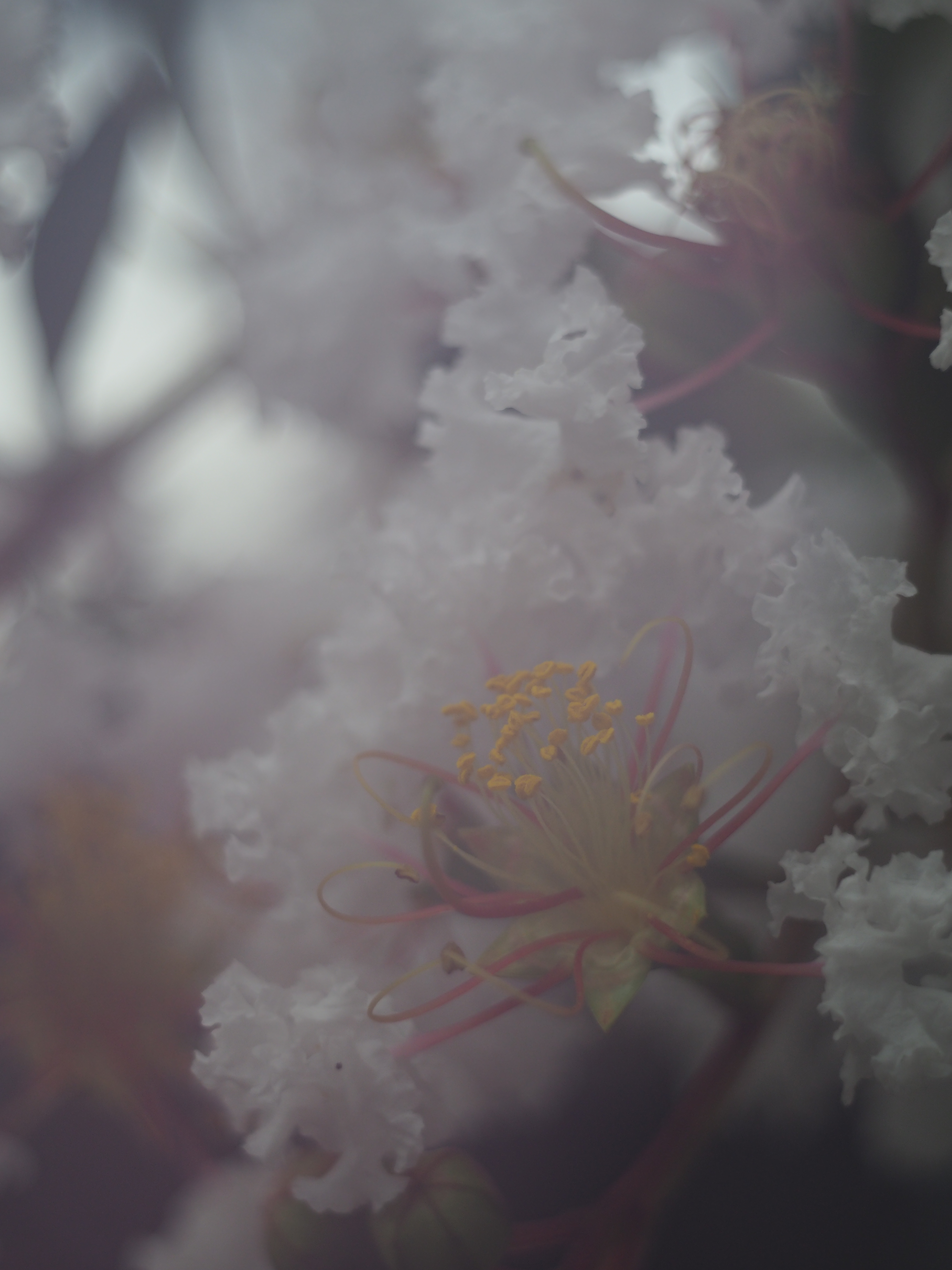 1/4,000秒 / F2.8 / 0EV / ISO200 / 絞り優先AE / 40mm