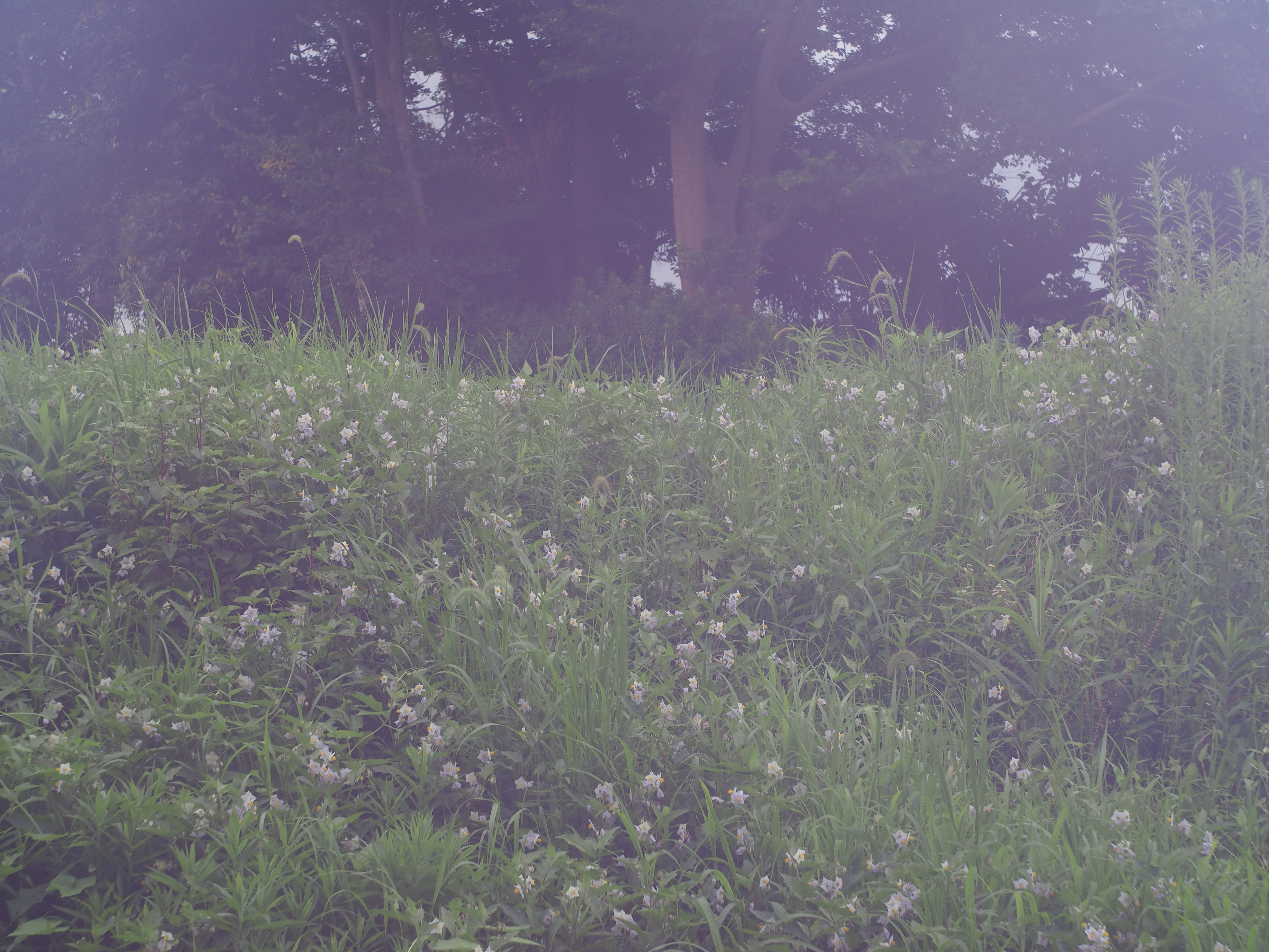 1/200秒 / F8 / 0EV / ISO200 / 絞り優先AE / 40mm