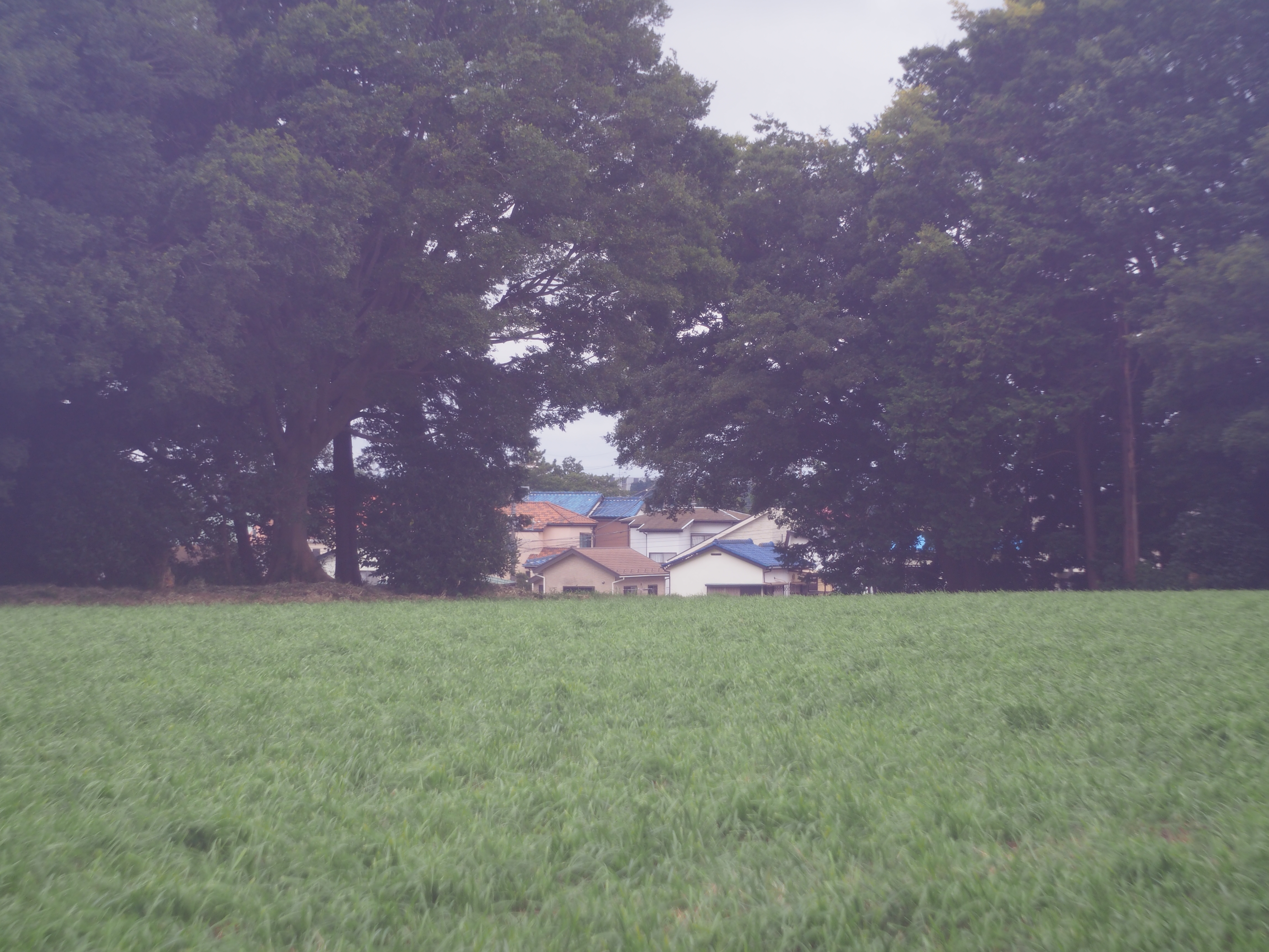 1/1,250秒 / F2.8 / 0EV / ISO200 / 絞り優先AE / 40mm