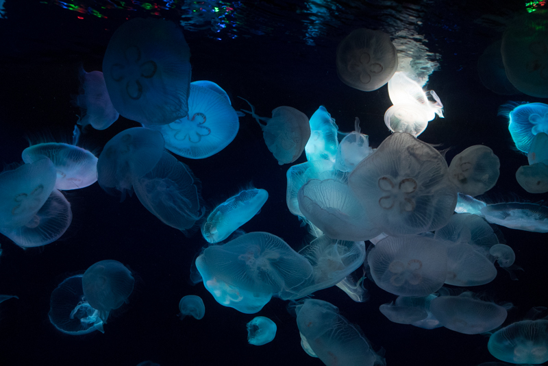 主役となる被写体には、照明などを利用してスポットライトを当てるのも効果的