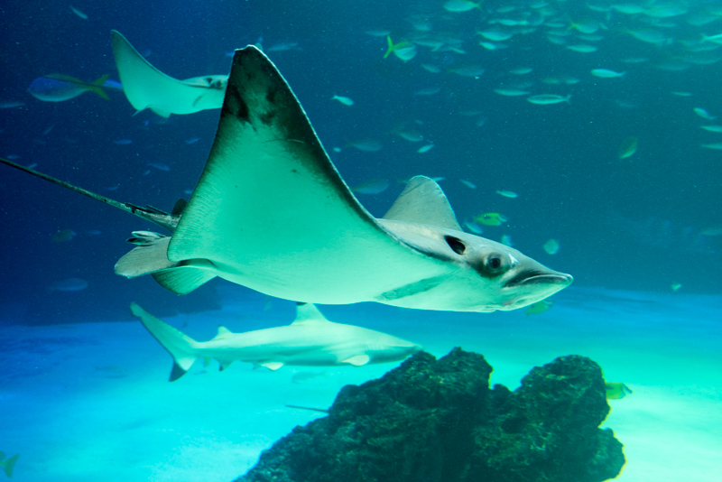 「かすみの除去」OFF