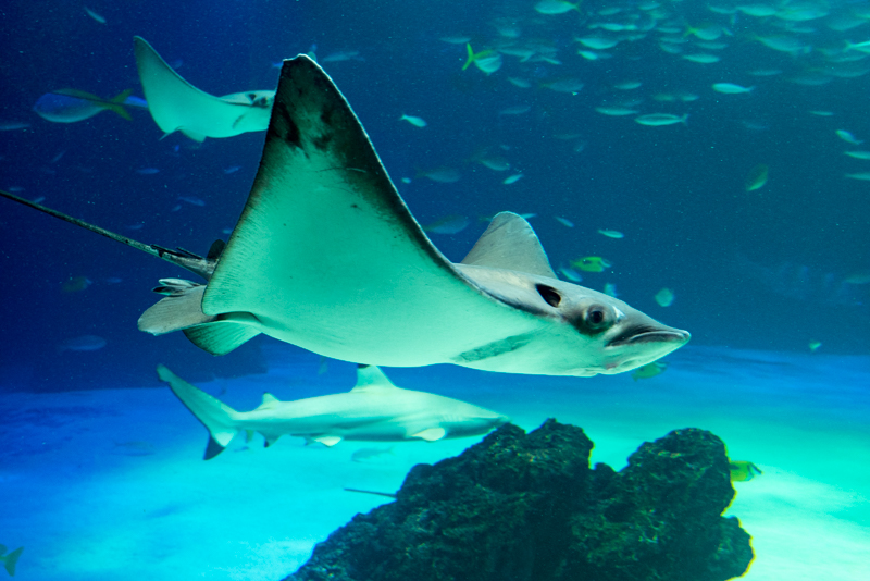 「かすみの除去」ON