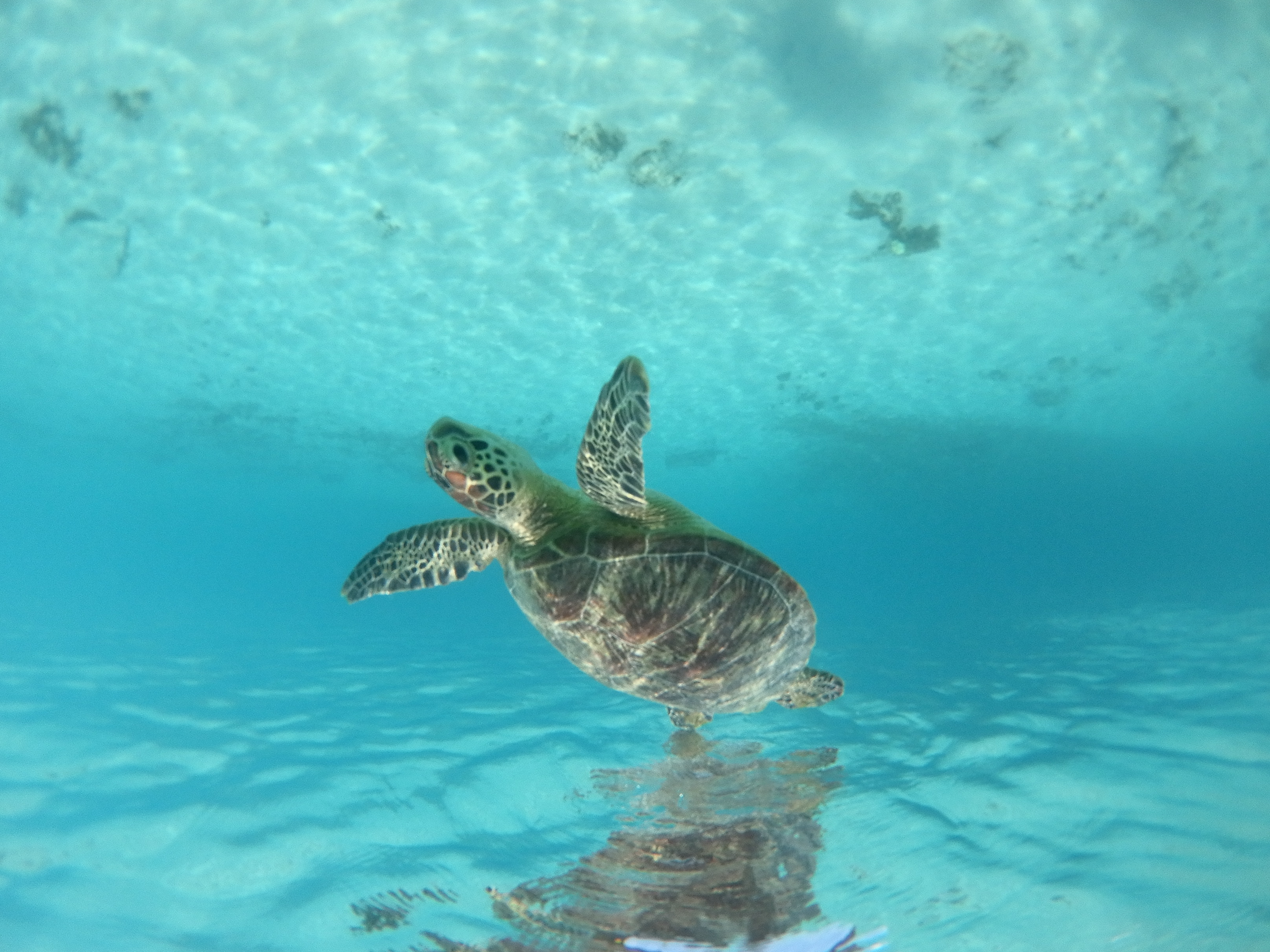 同時記録の全天周画像