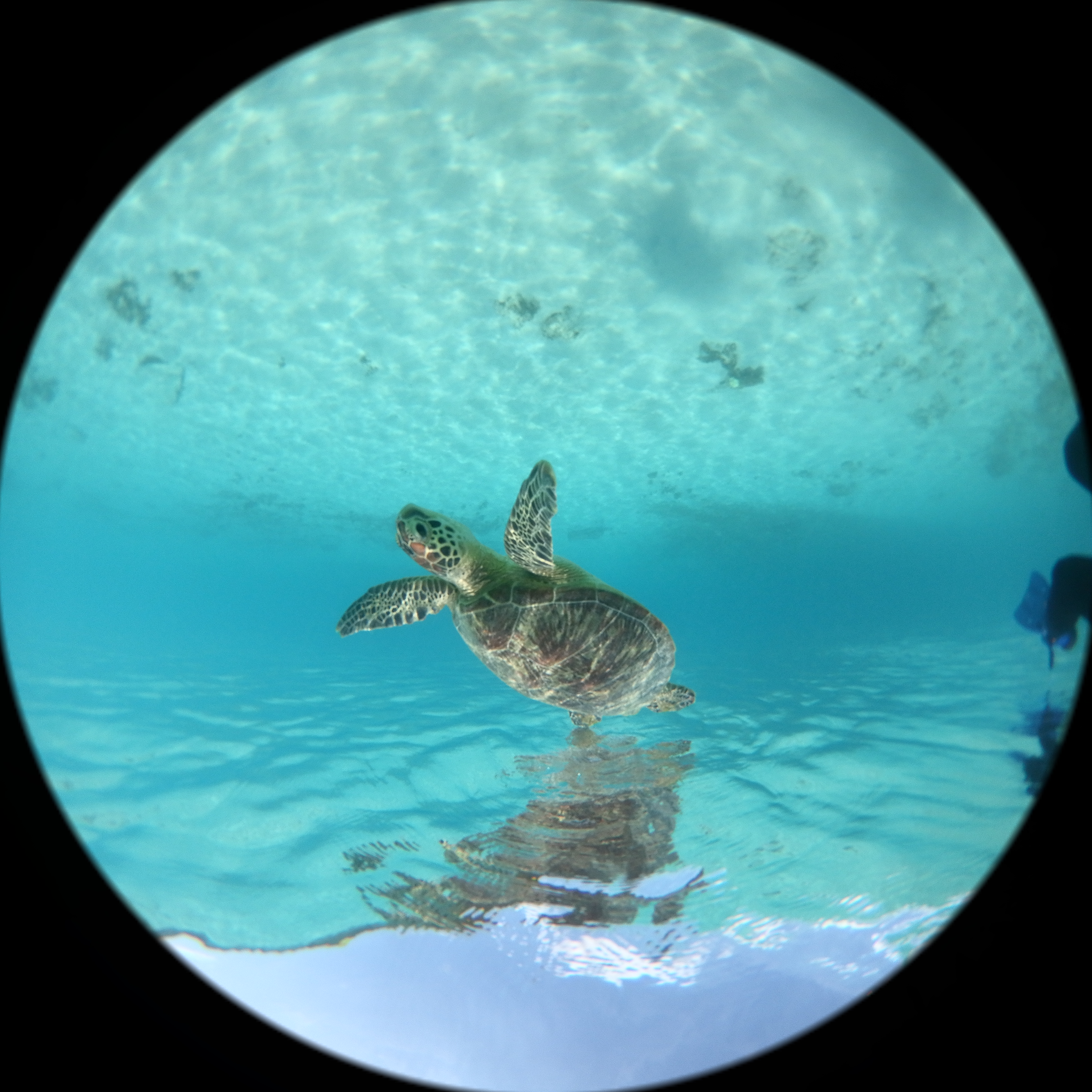 同時記録の全天周画像