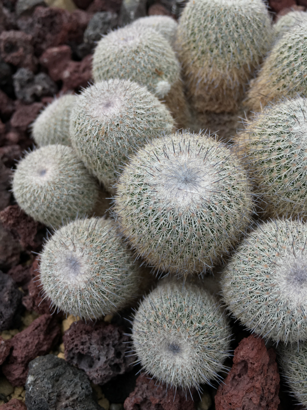 iPhone 6s / 1/120秒 / F2.2 / ISO 32 / 28mm相当