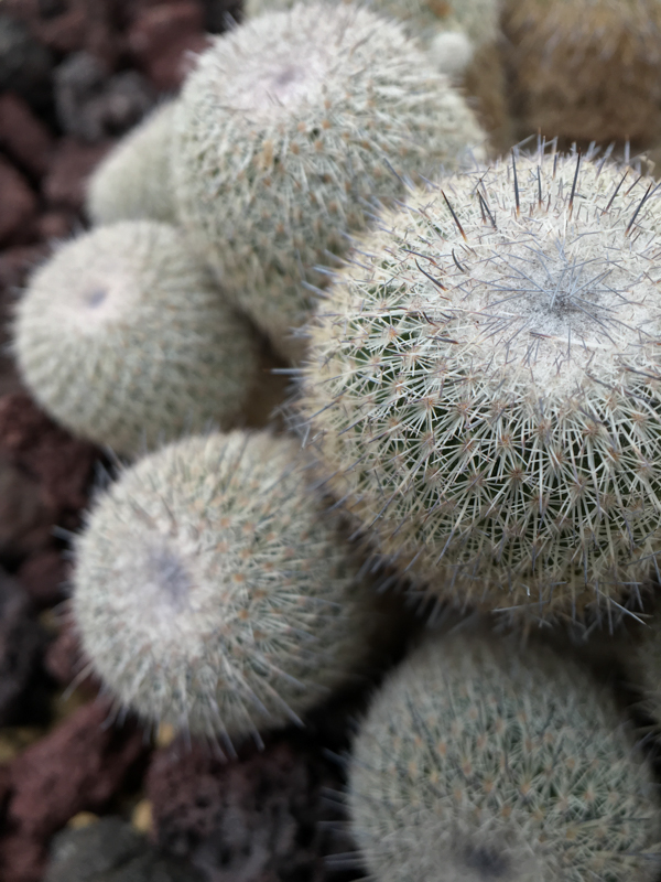 iPhone 6s / Vario-Proxar 40-80 T* Macro-Zoom Lens / 1/120秒 / F2.2 / ISO 32 / 80mm相当